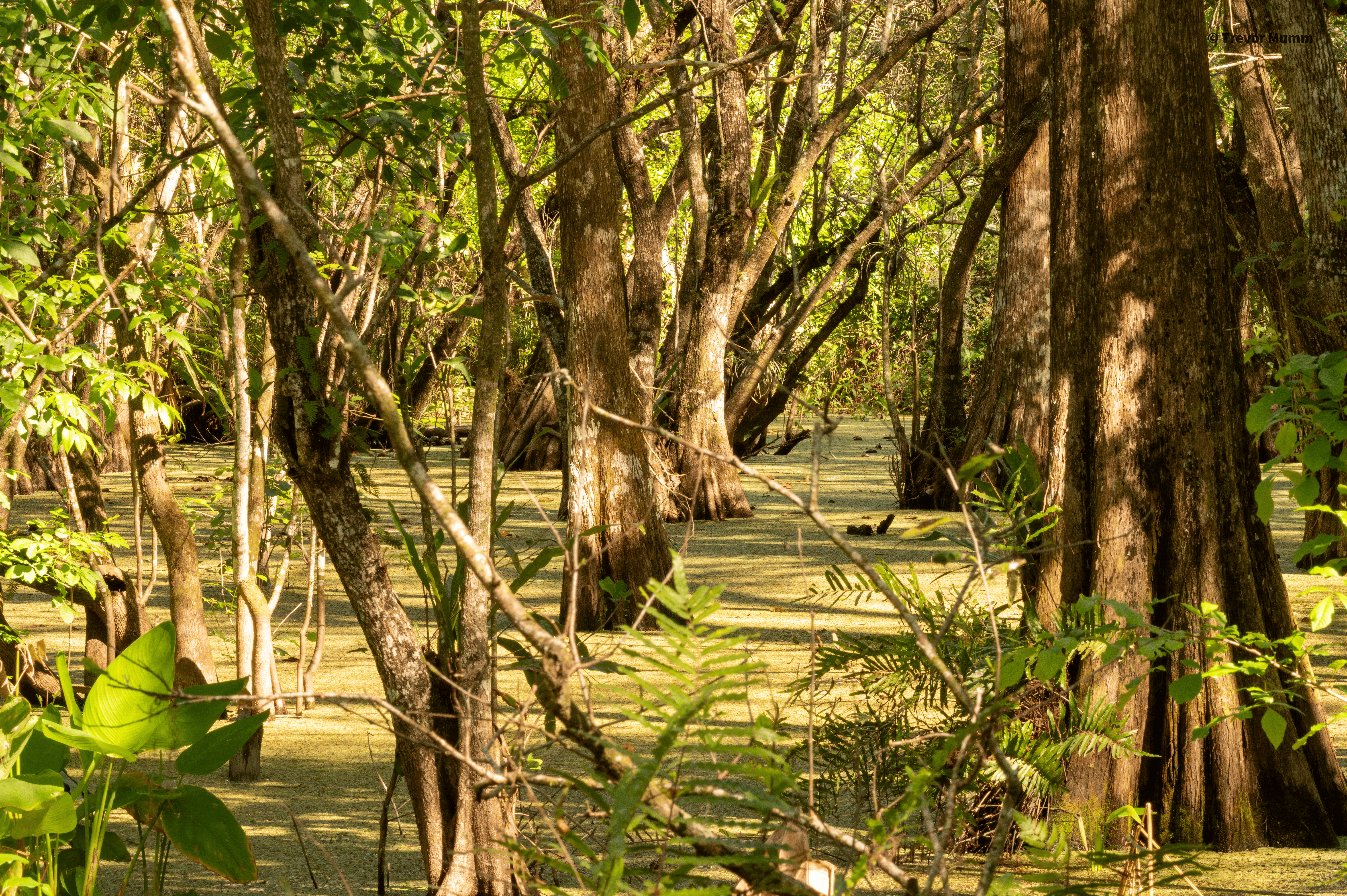 Florida Everglades Landscape
