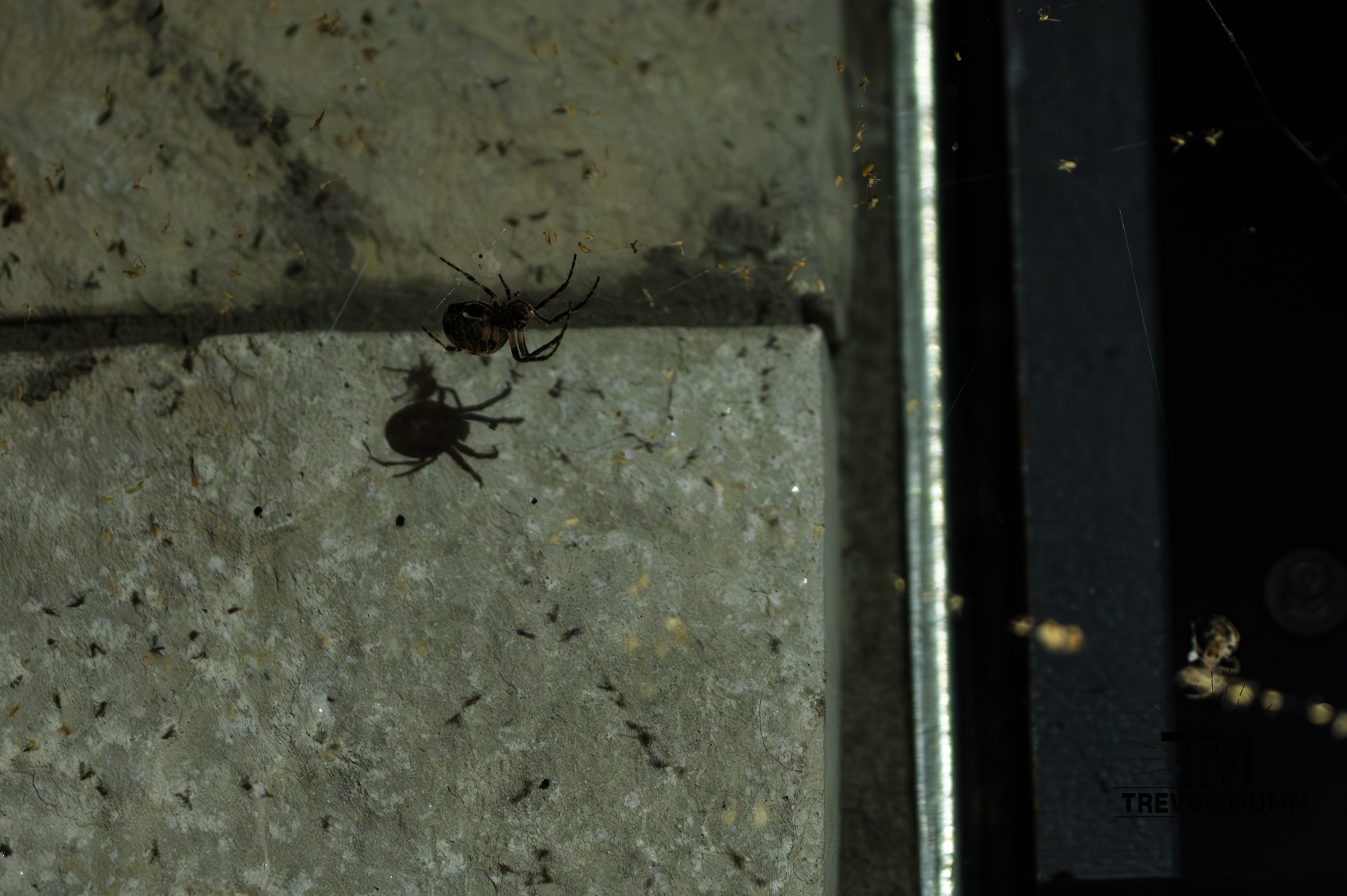 Insects, Arachnids, etc.