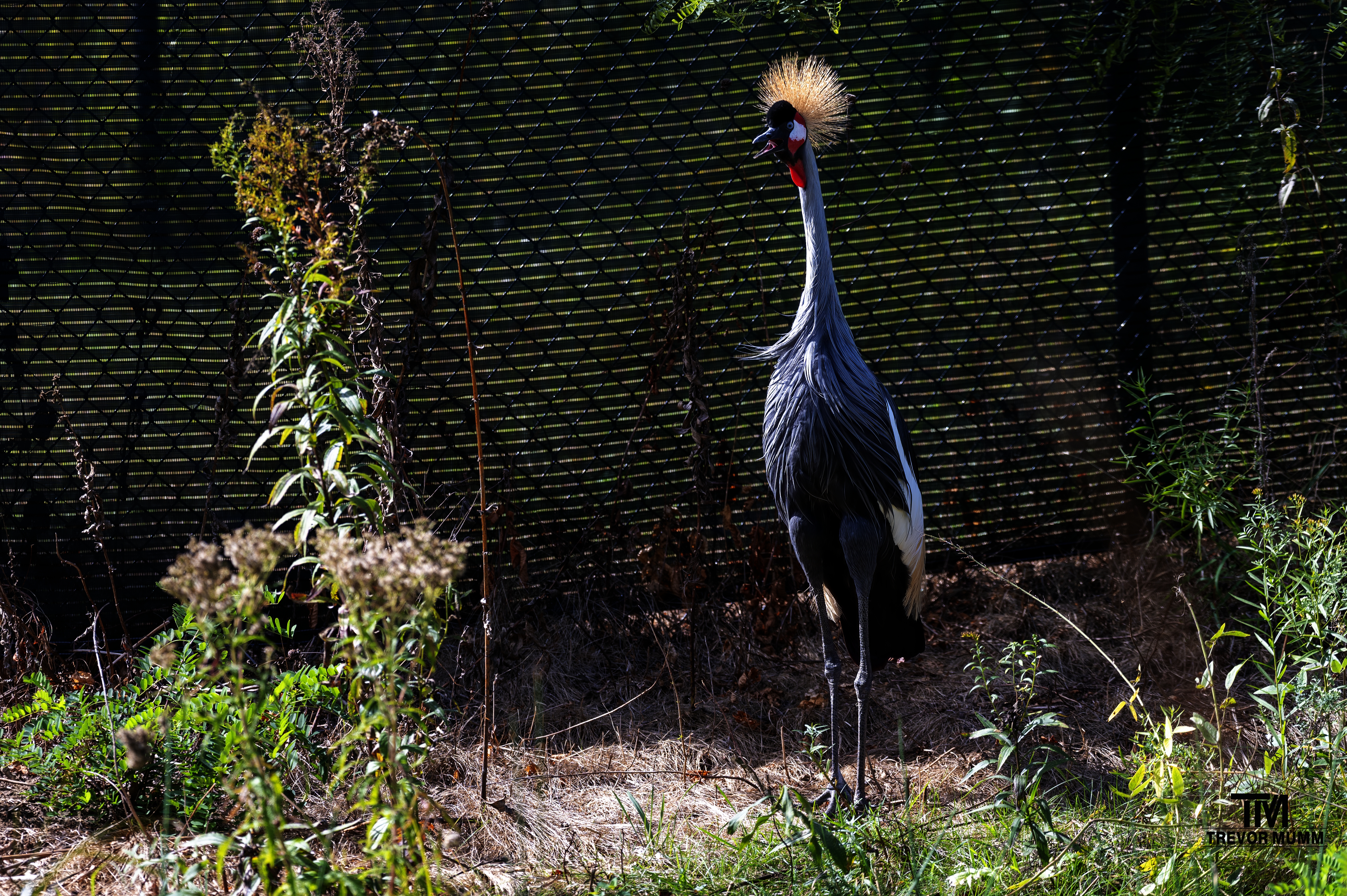Crane Sanctuary | Baraboo WI
