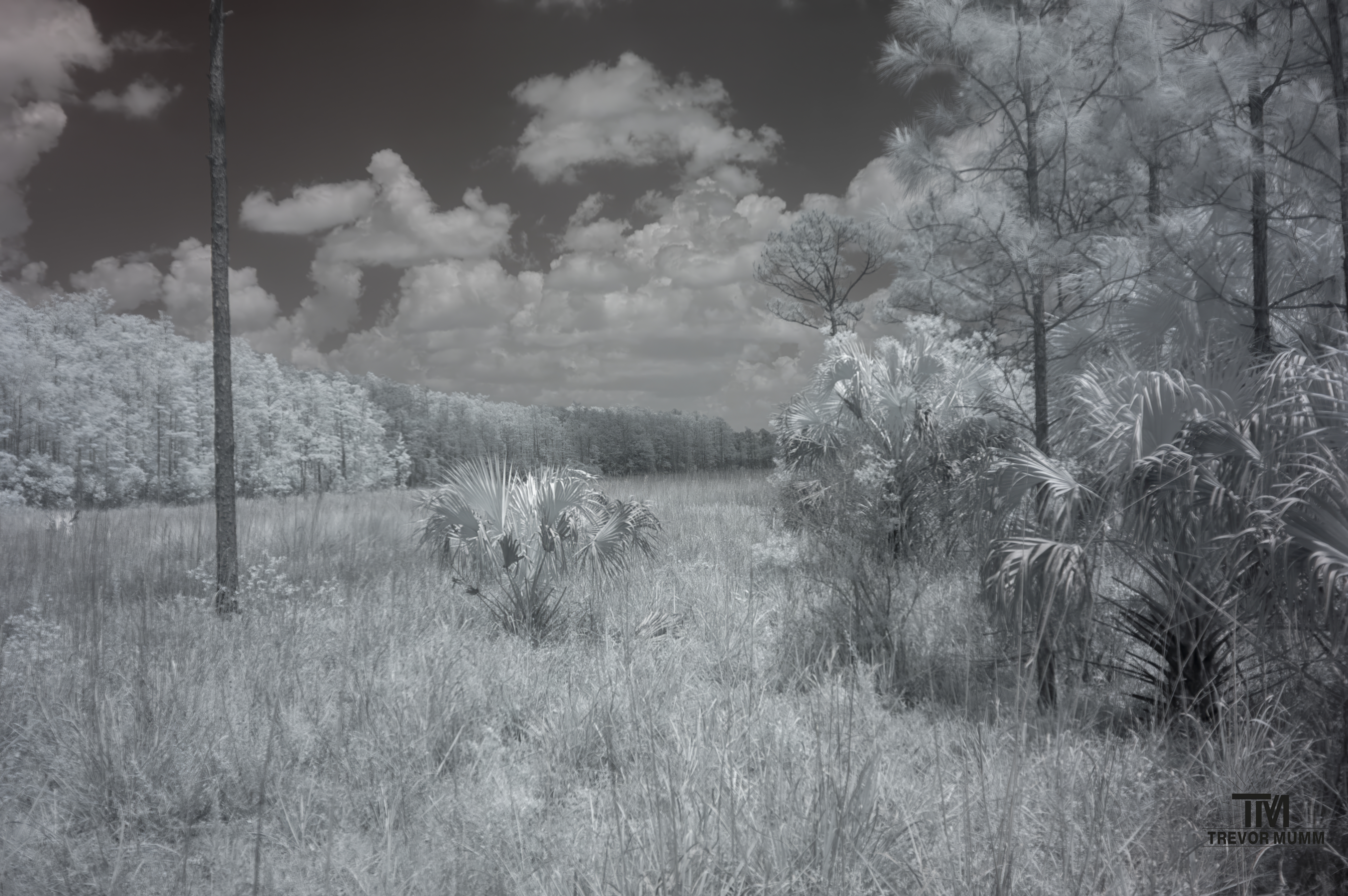 Infrared 19 | Everglades 2025