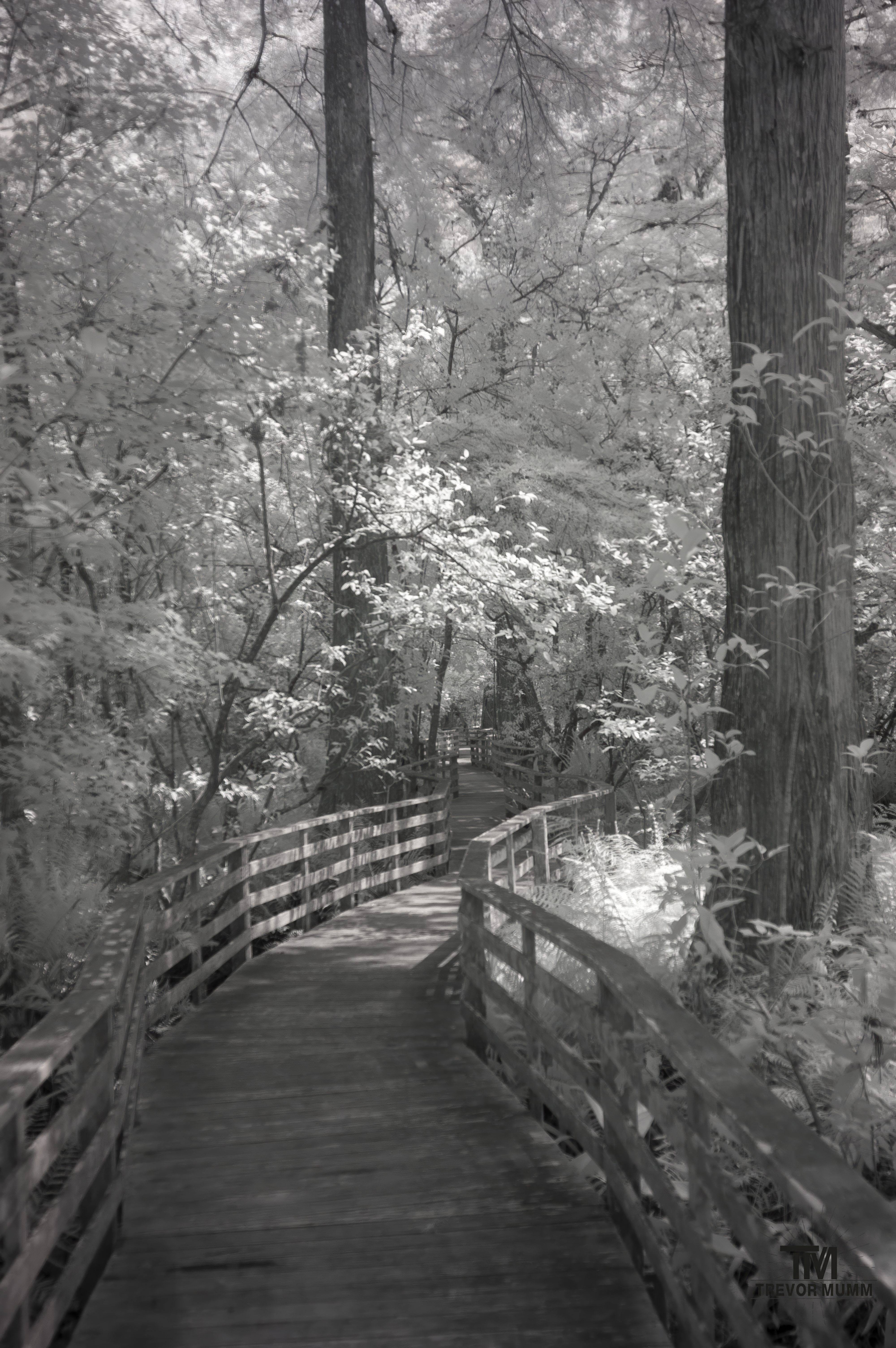 Infrared 21 | Everglades 2025