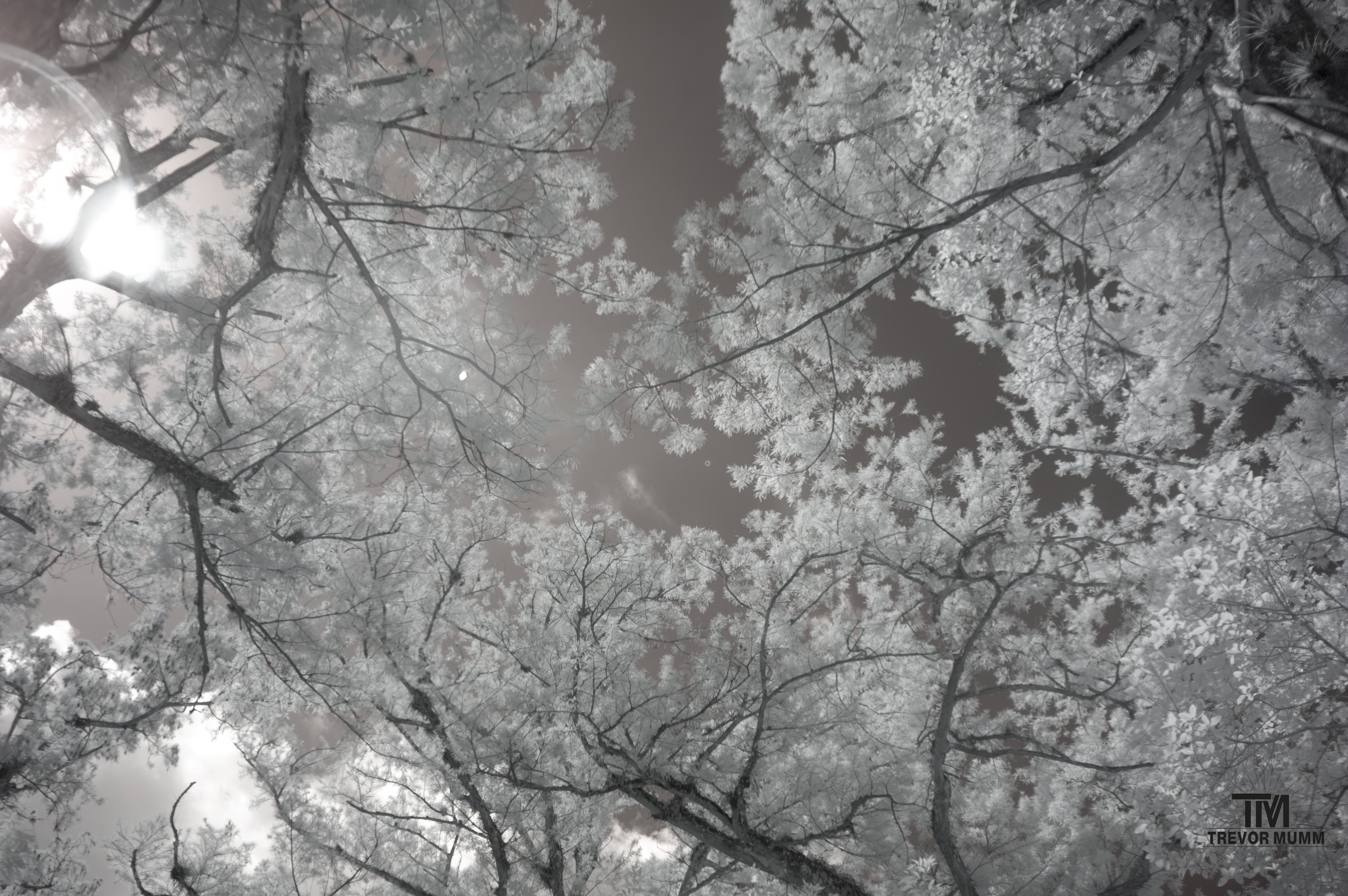 Infrared 24 | Everglades 2025