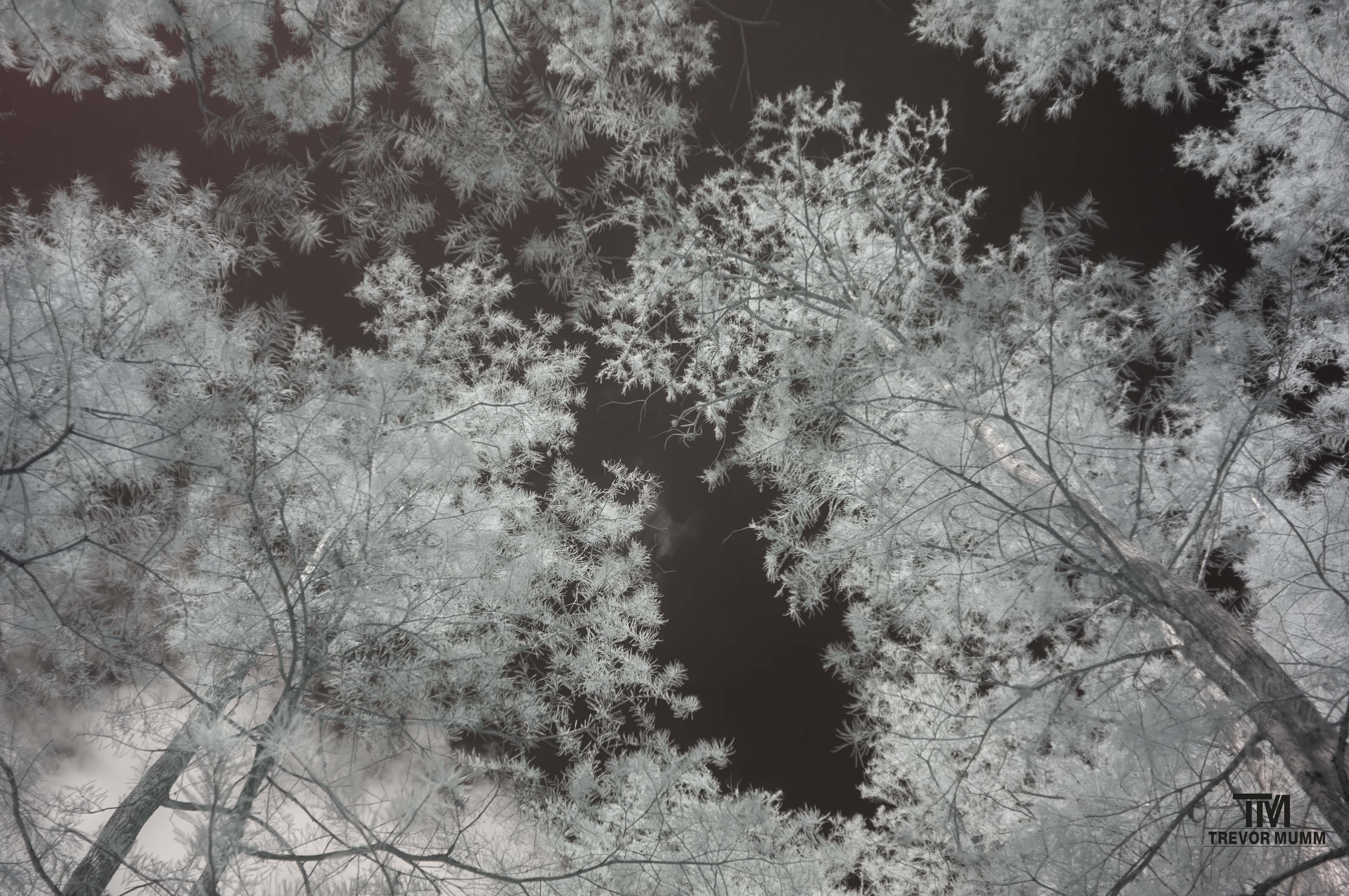 Infrared 25 | Everglades 2025