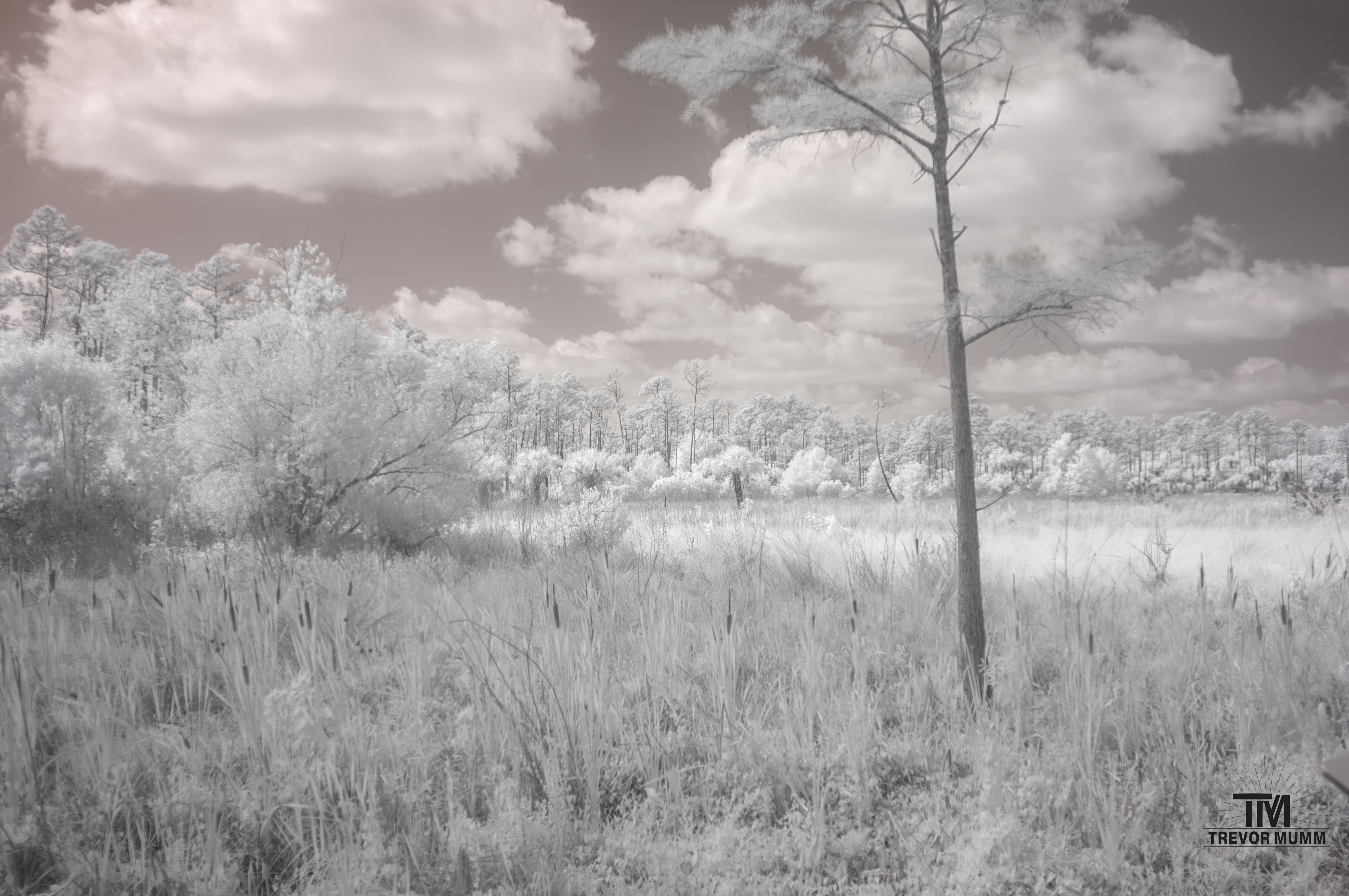 Infrared 26 | Everglades 2025