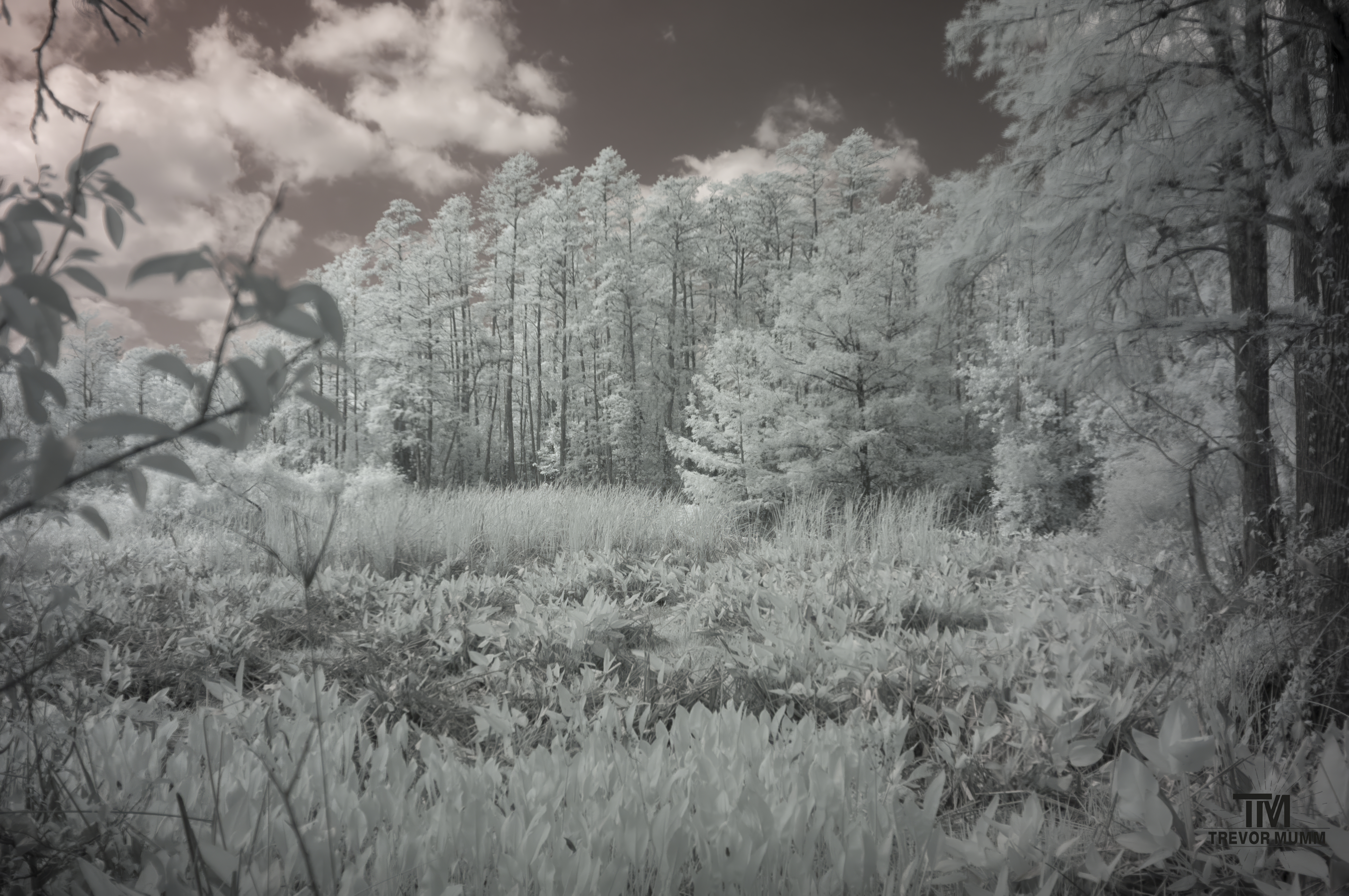 Infrared 27 | Everglades 2025