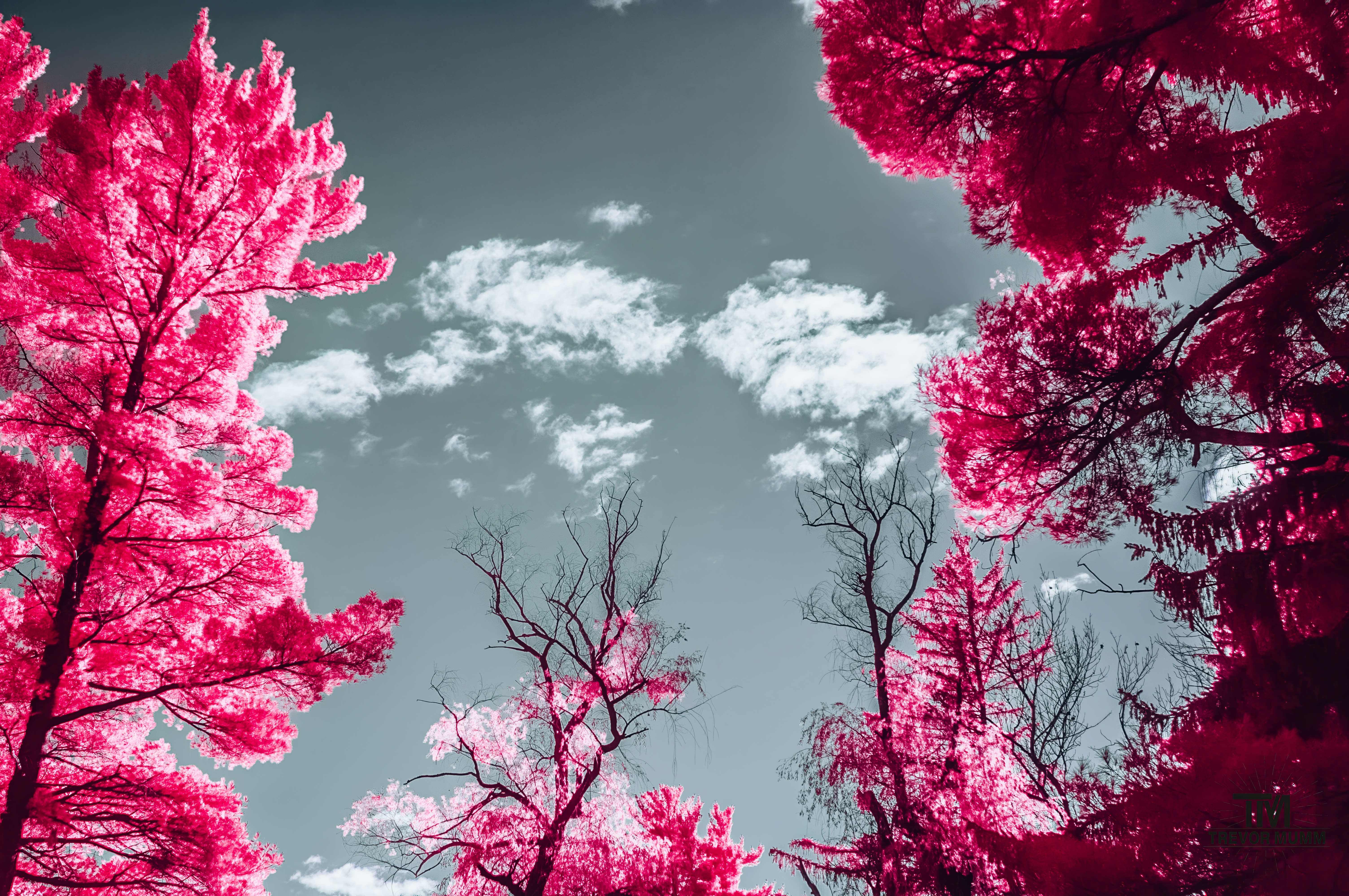 Aerochrome "Dream State" | Rod & Gun