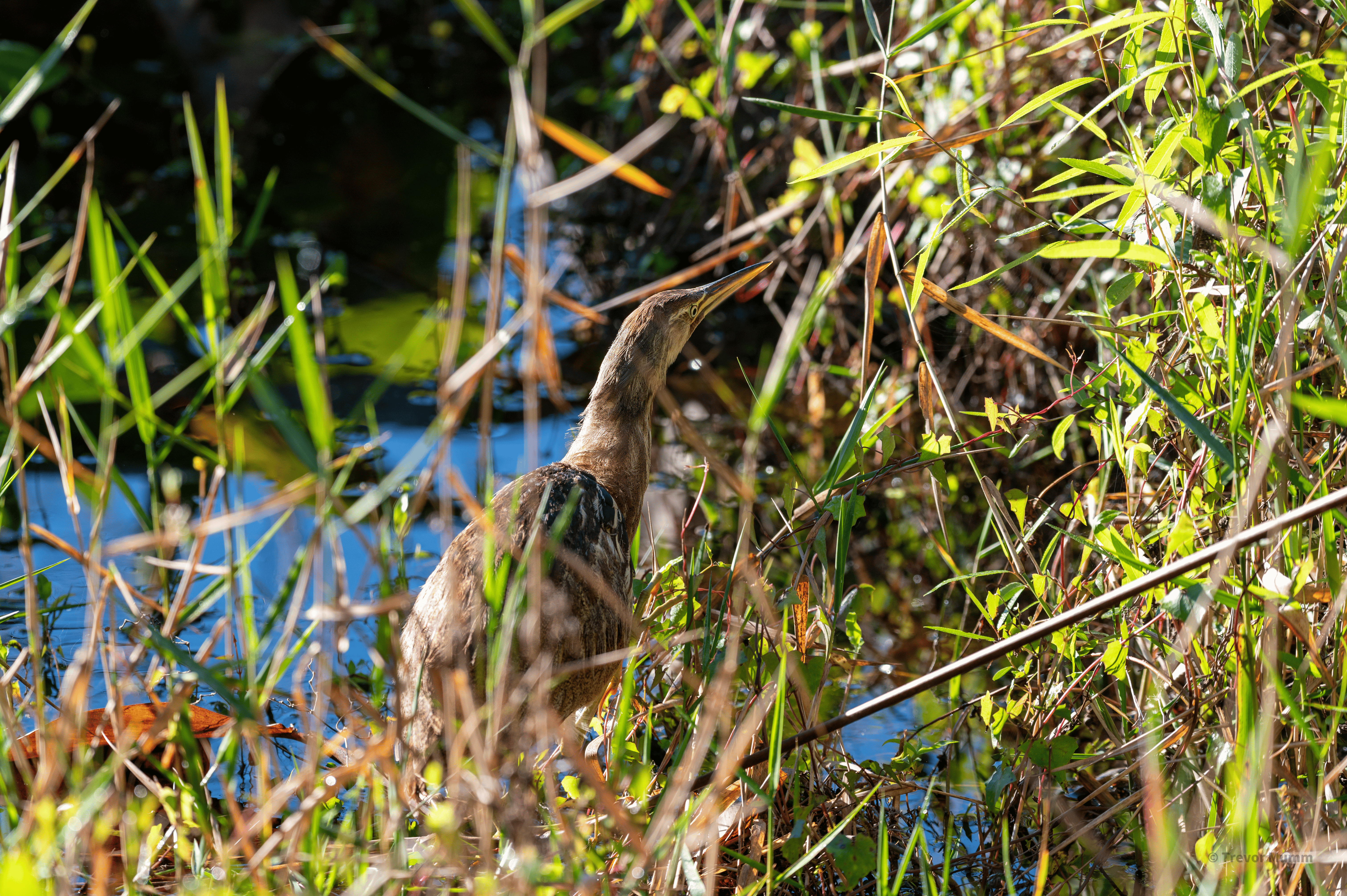 American Bittern | Everglades