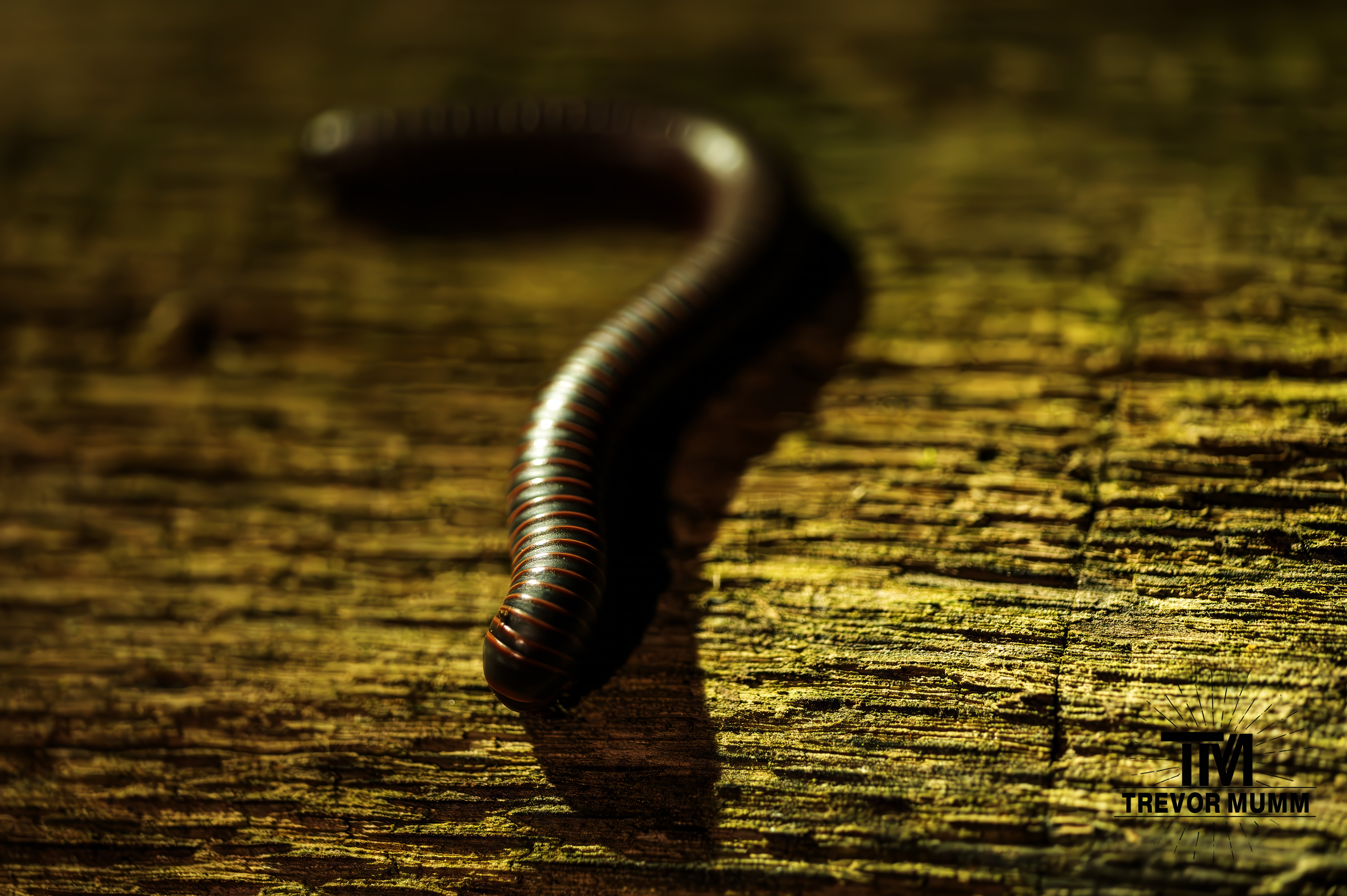 American Giant Millipede | Barboo WI