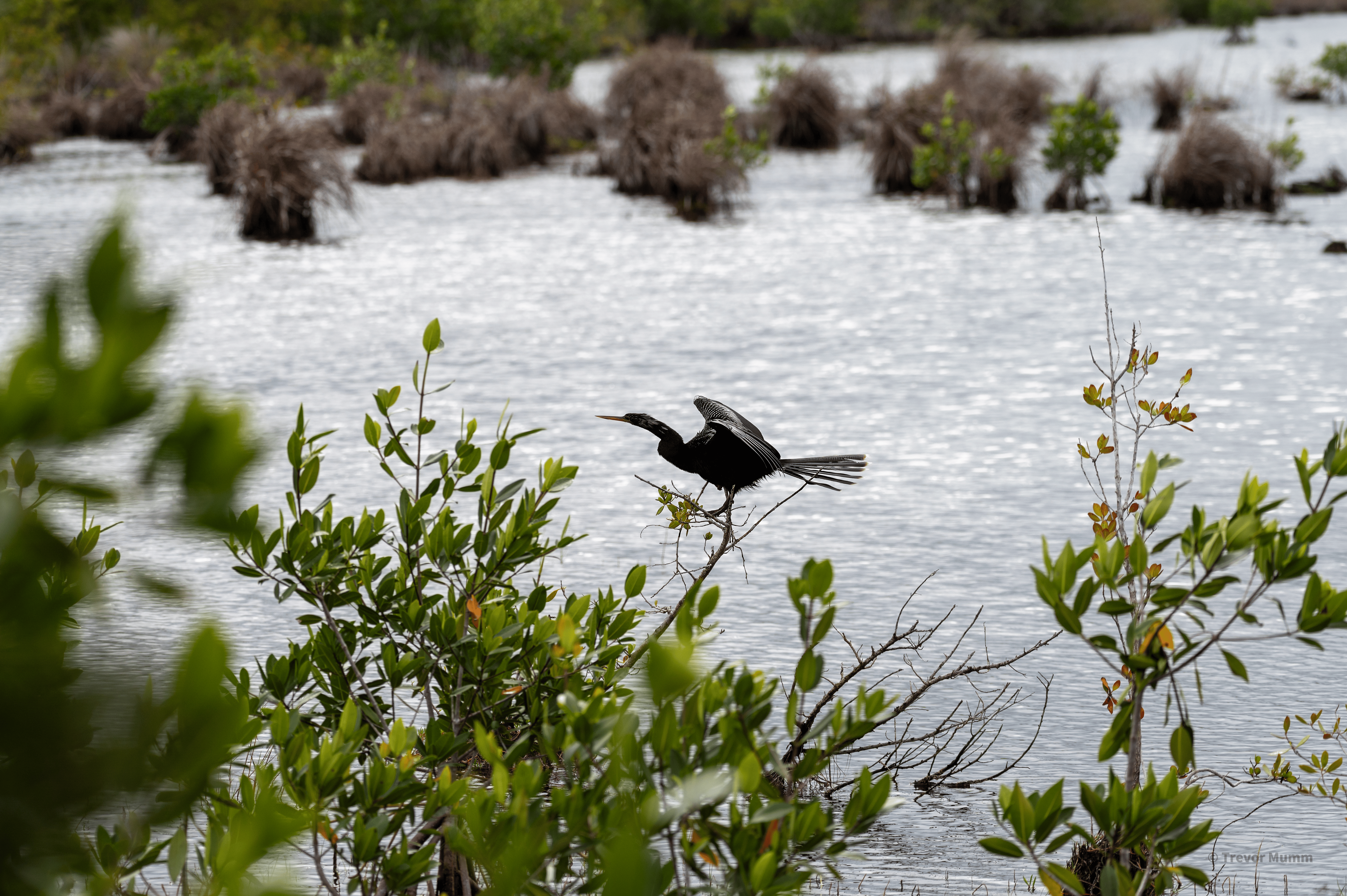 Anhinga | Everglades