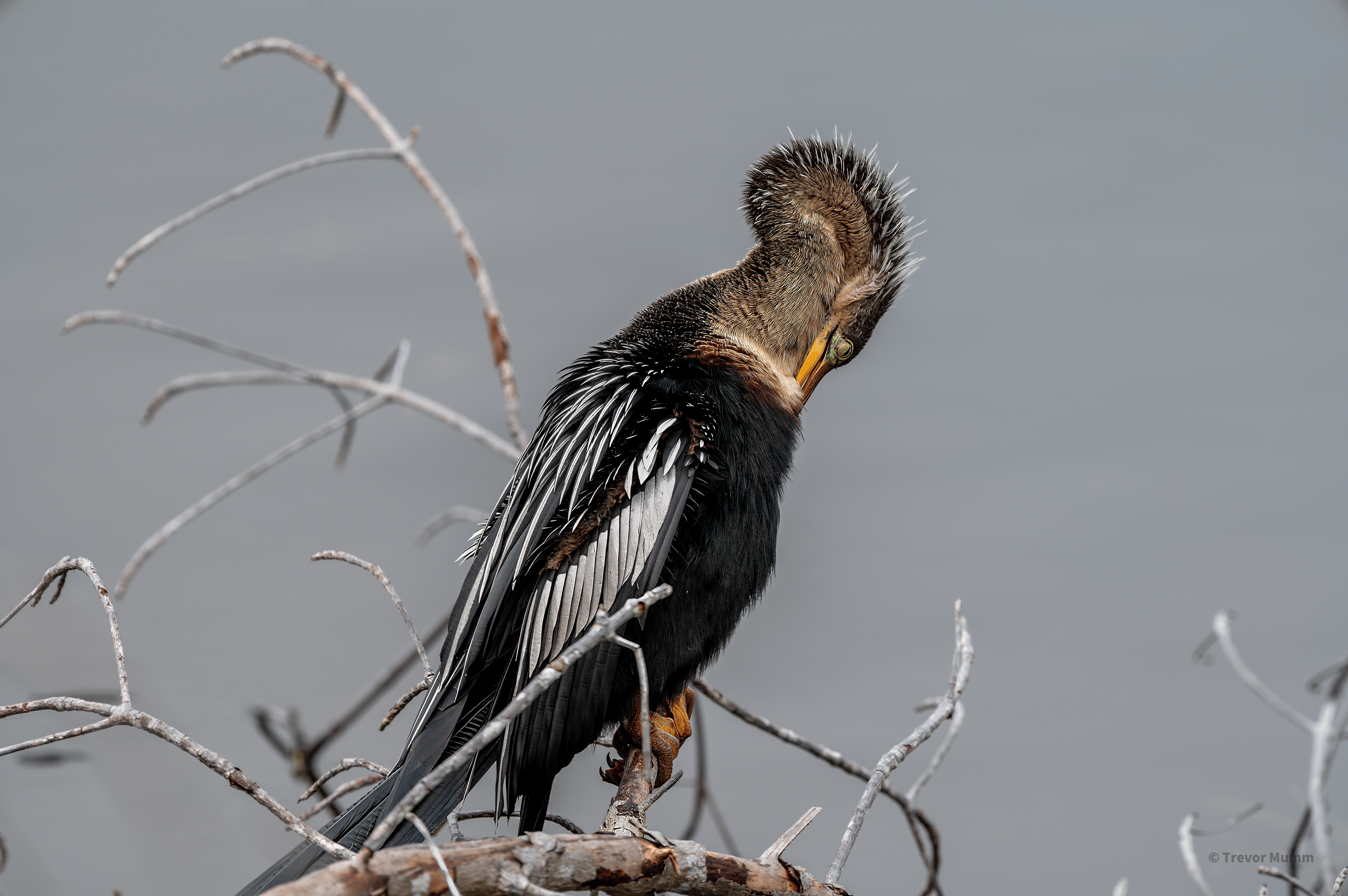 Anhinga | Everglades