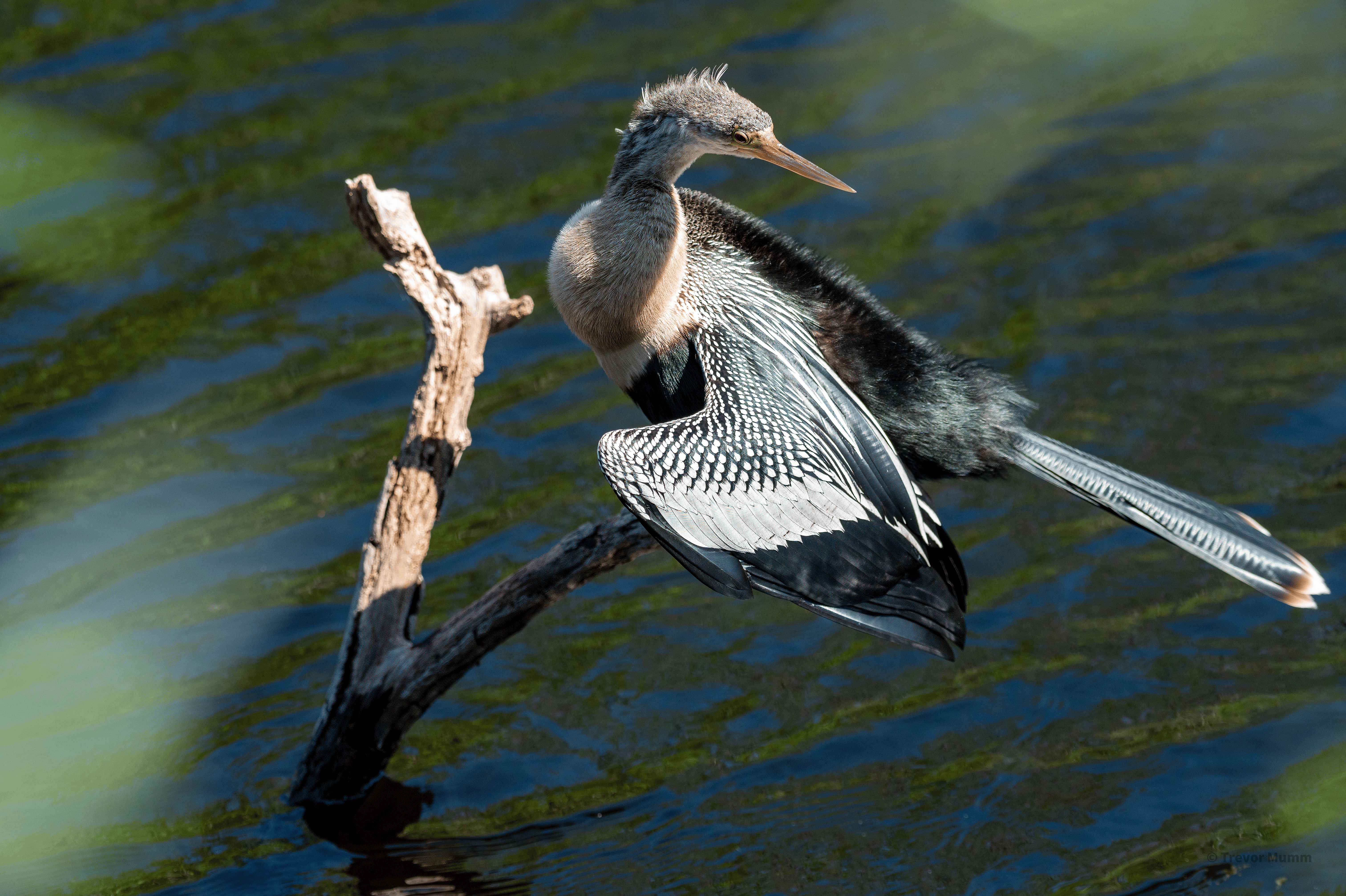 Anhinga | Everglades