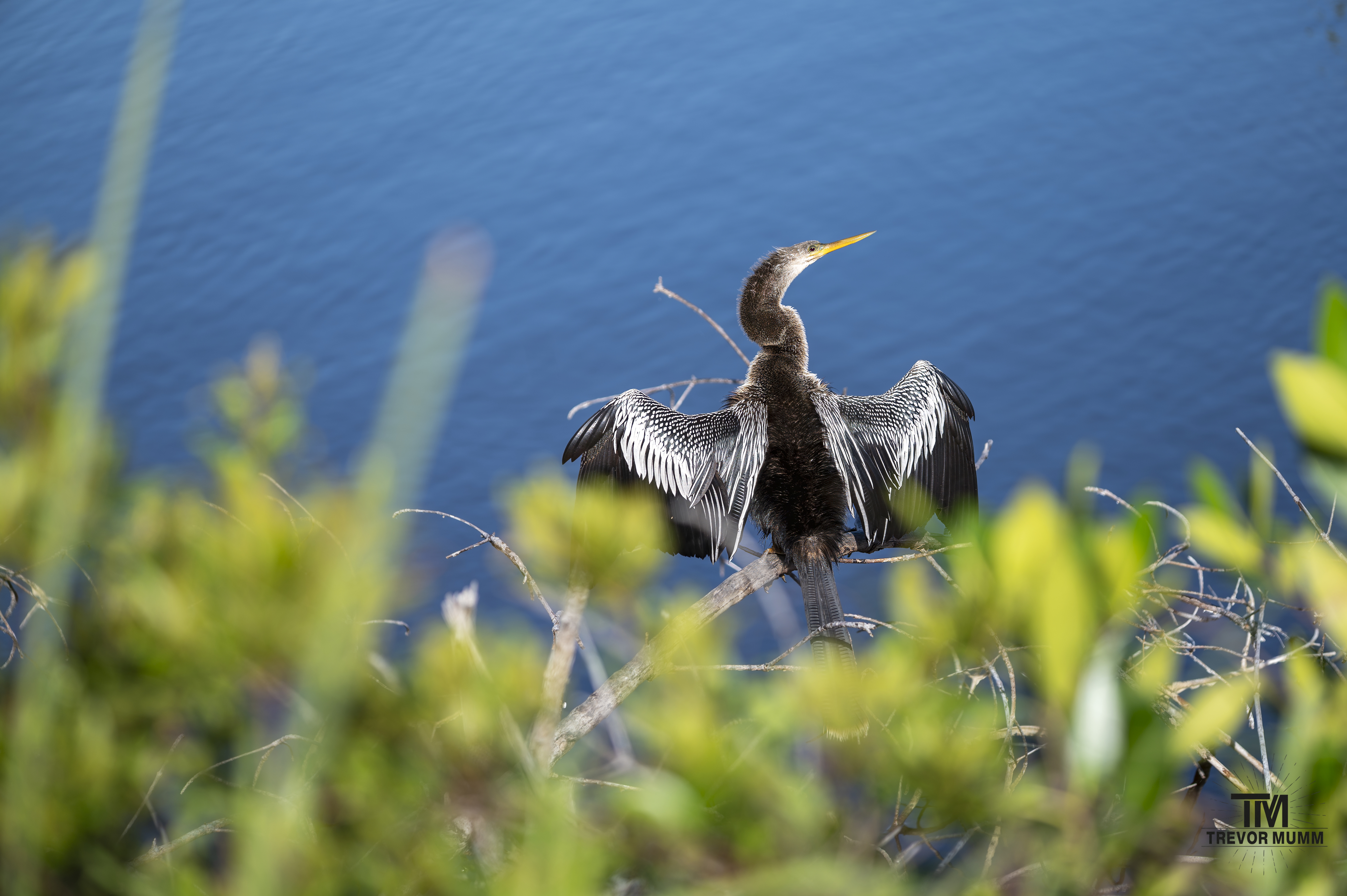 Anhinga | Everglades 2025