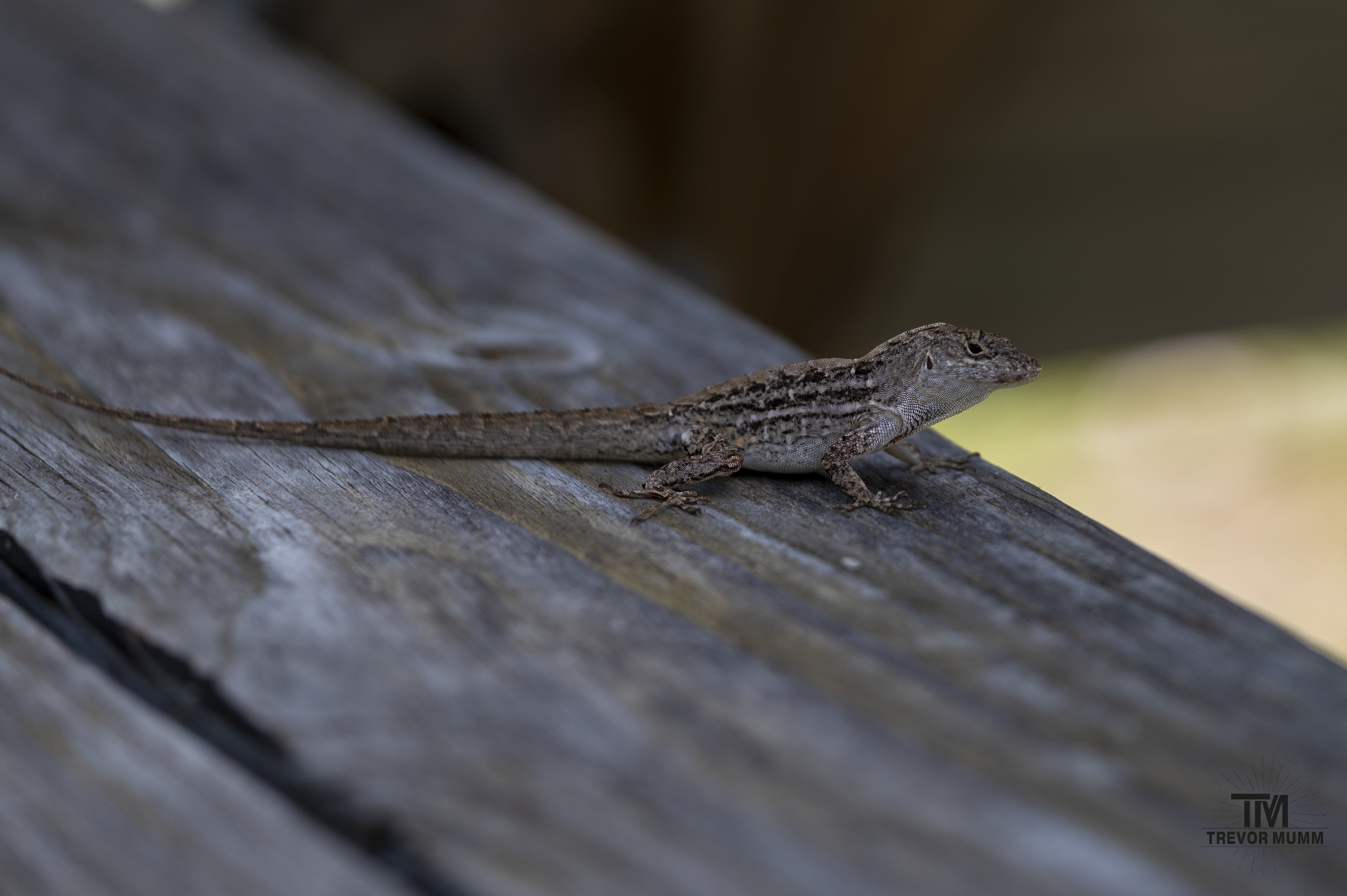 Brown Anole | Everglades 2025