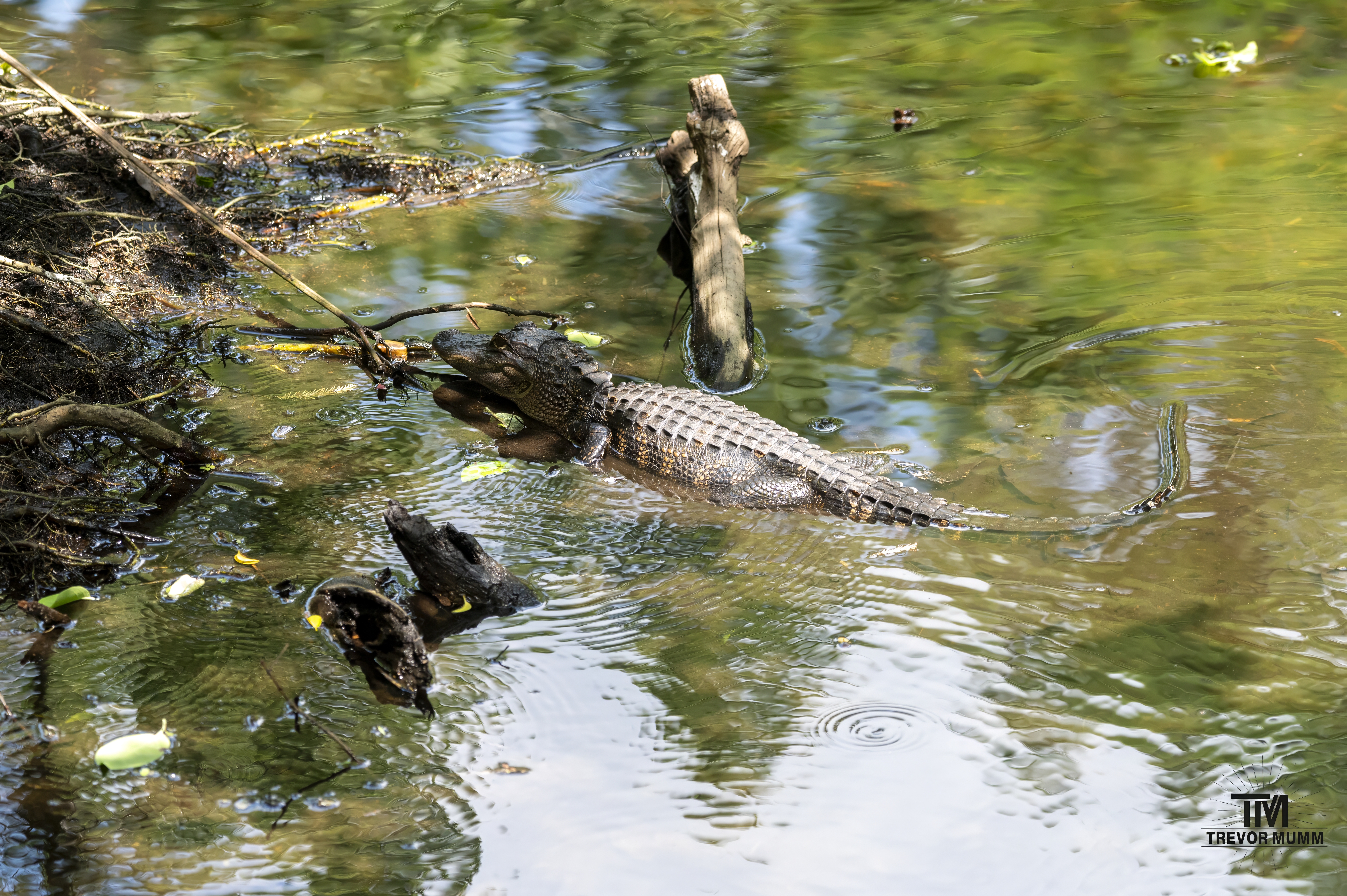 Small Gator | Everglades 2025