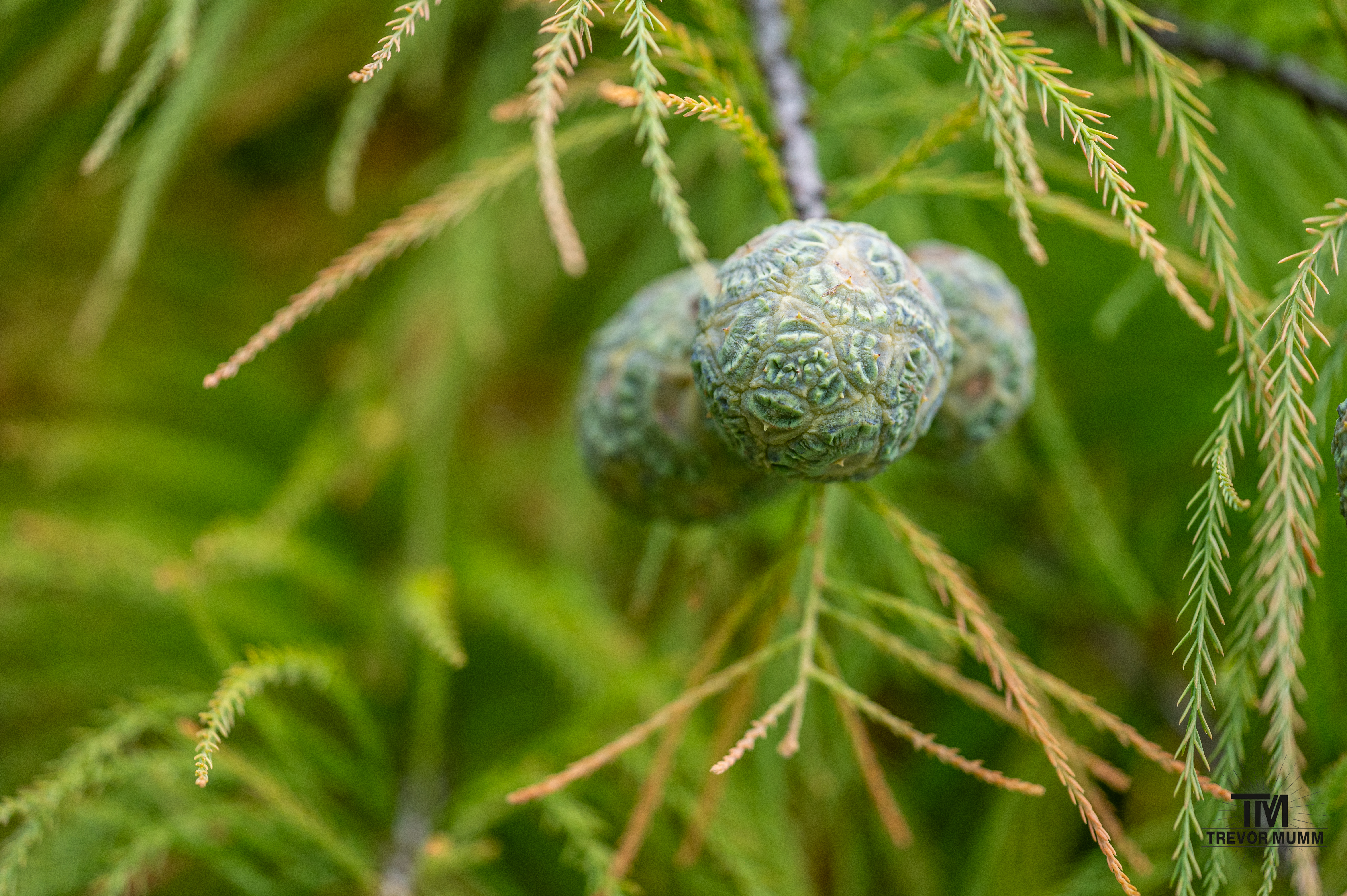 Bald Cypress Seed Cone