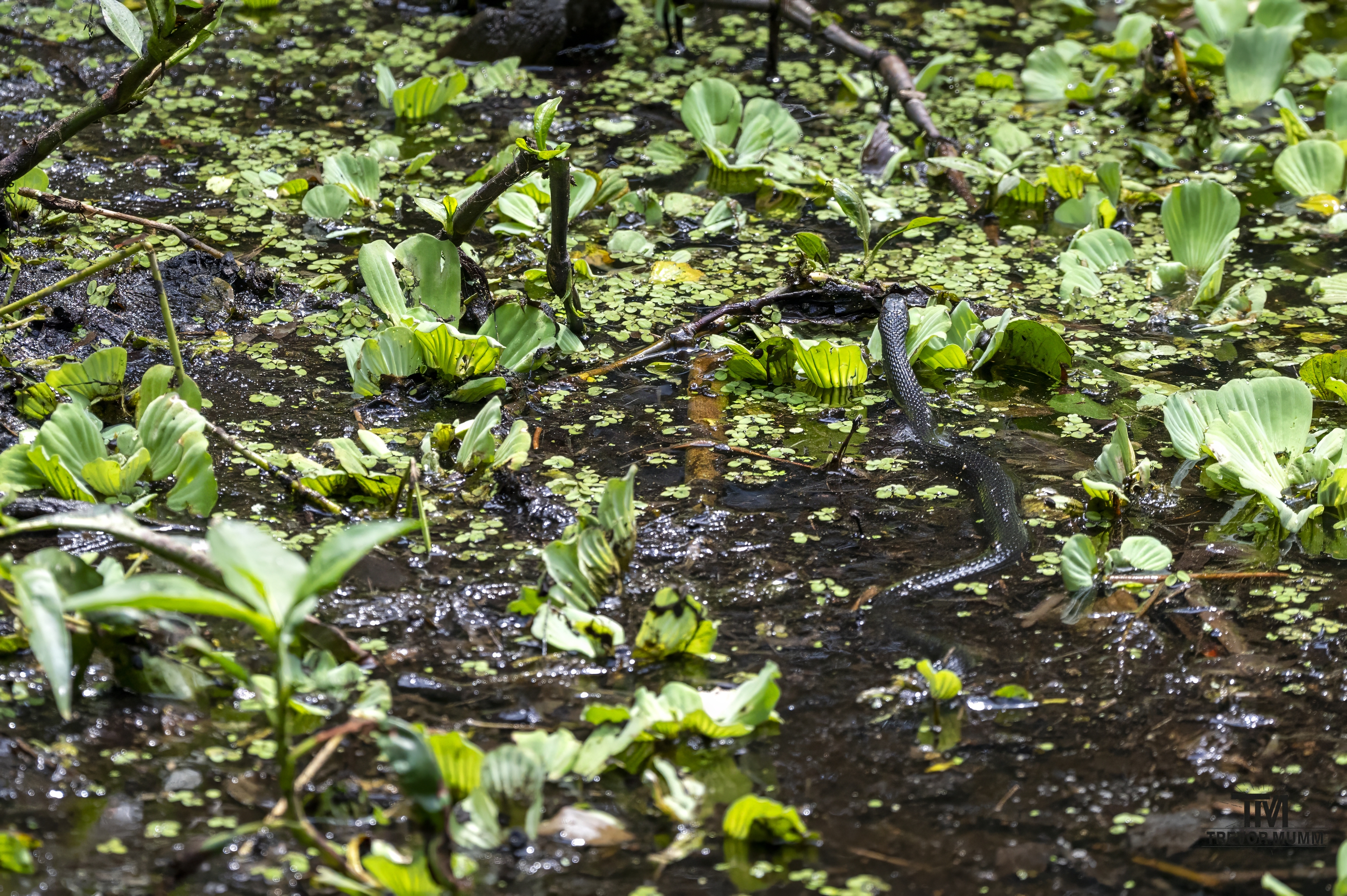 Banded Water Snake | Everglades 2025