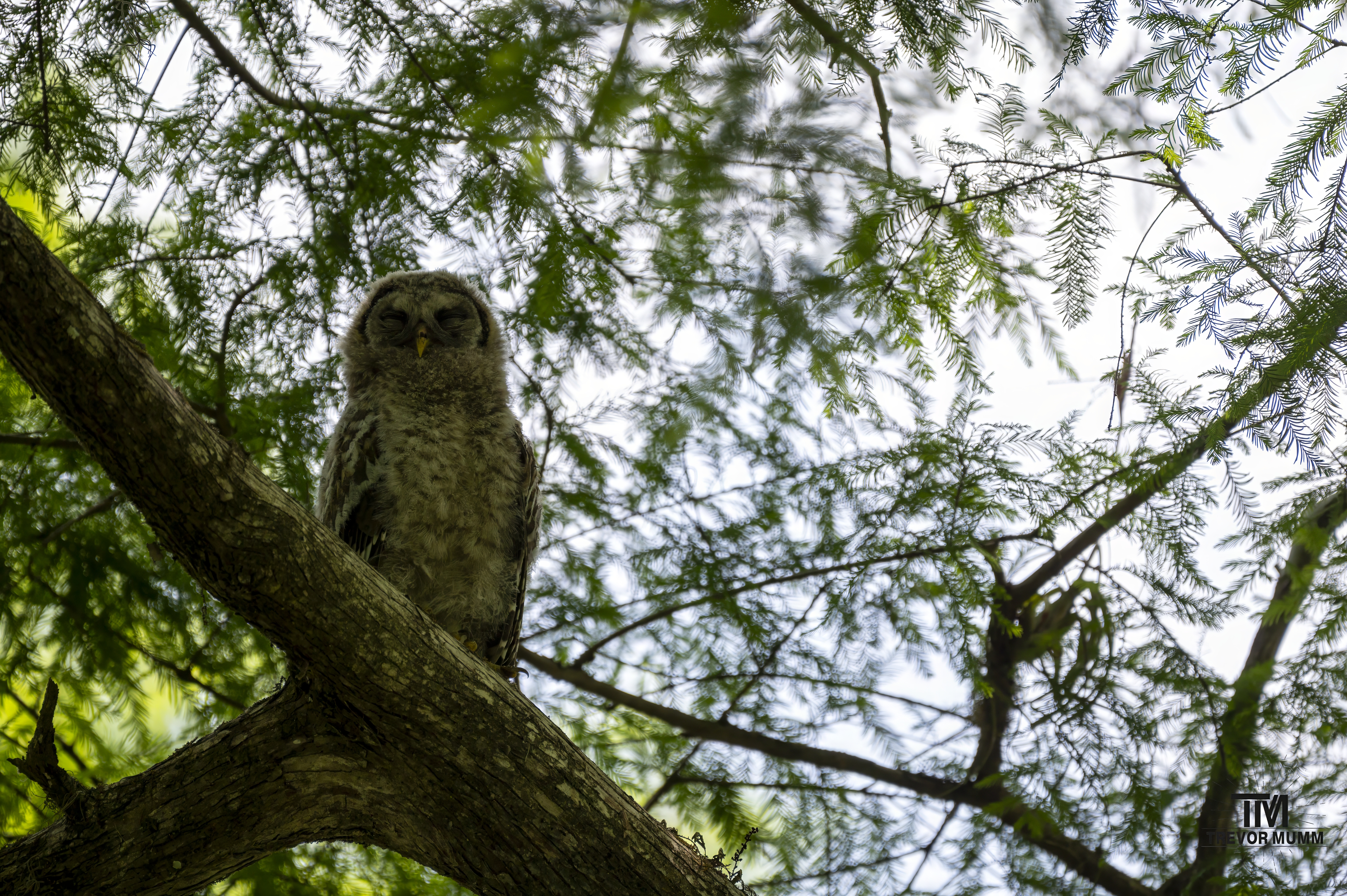 Bard Owlett | Everglades 2025