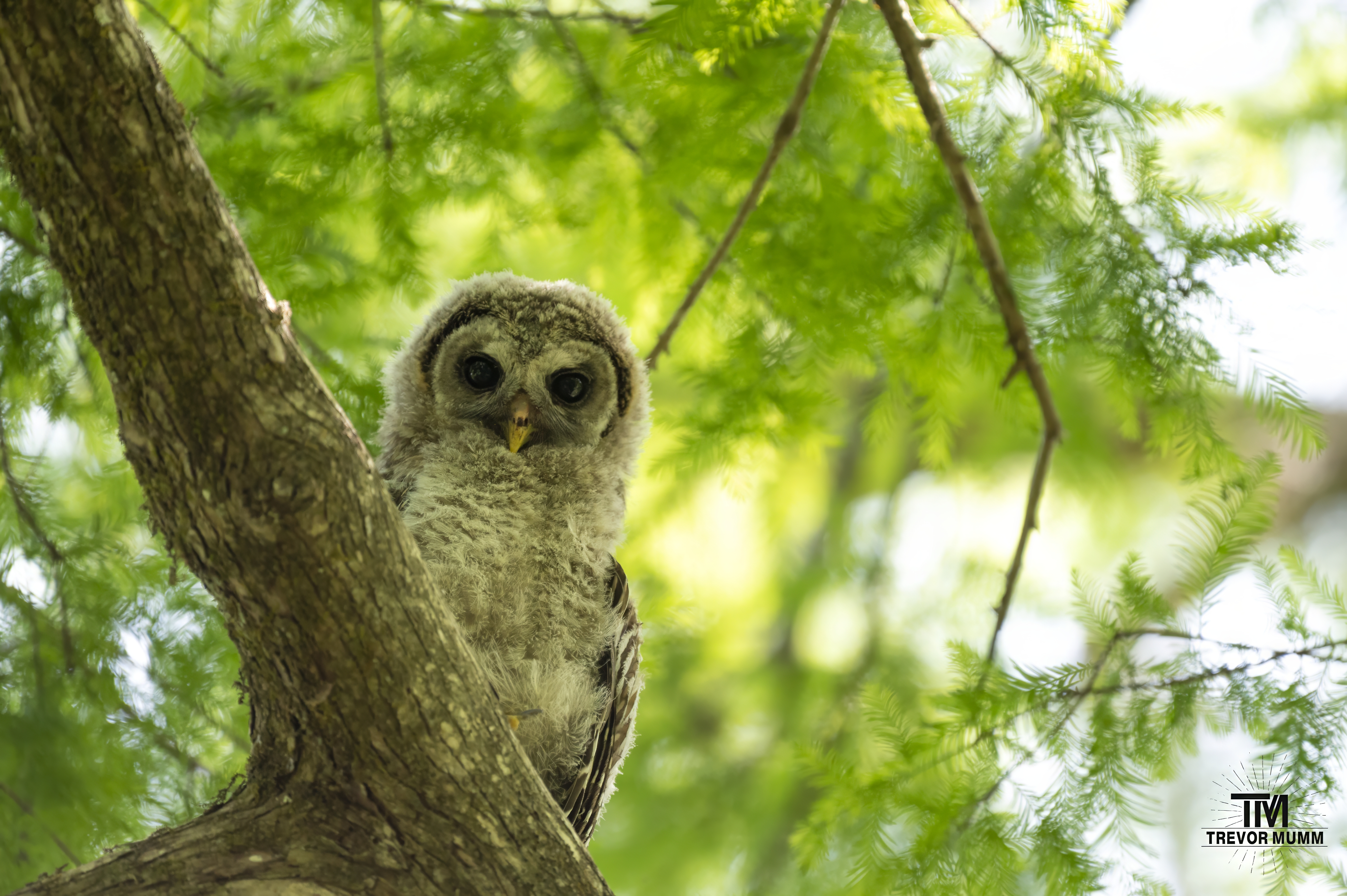 Bard Owlett | Everglades 2025