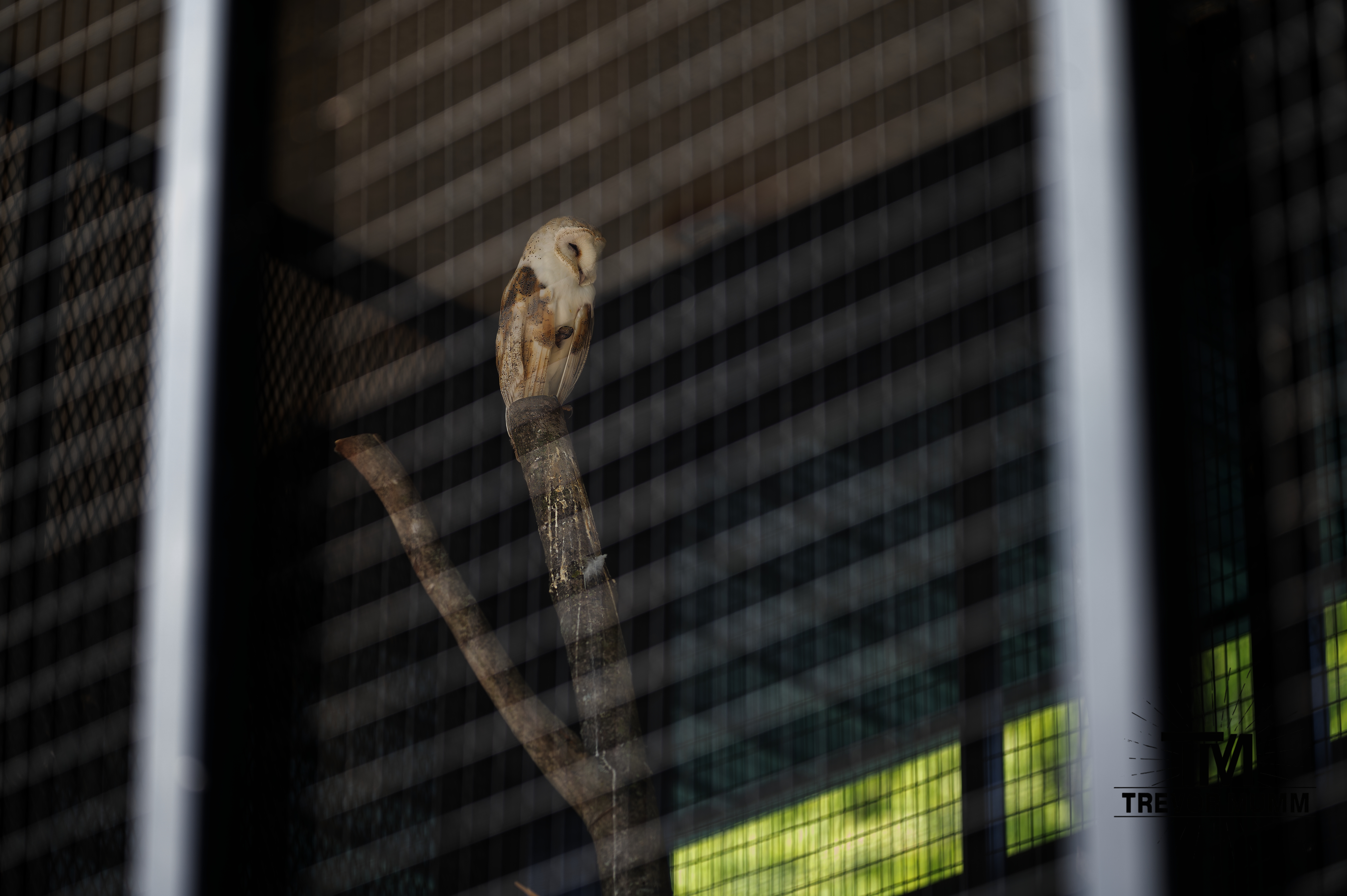 Barn Owl | Irvine Park