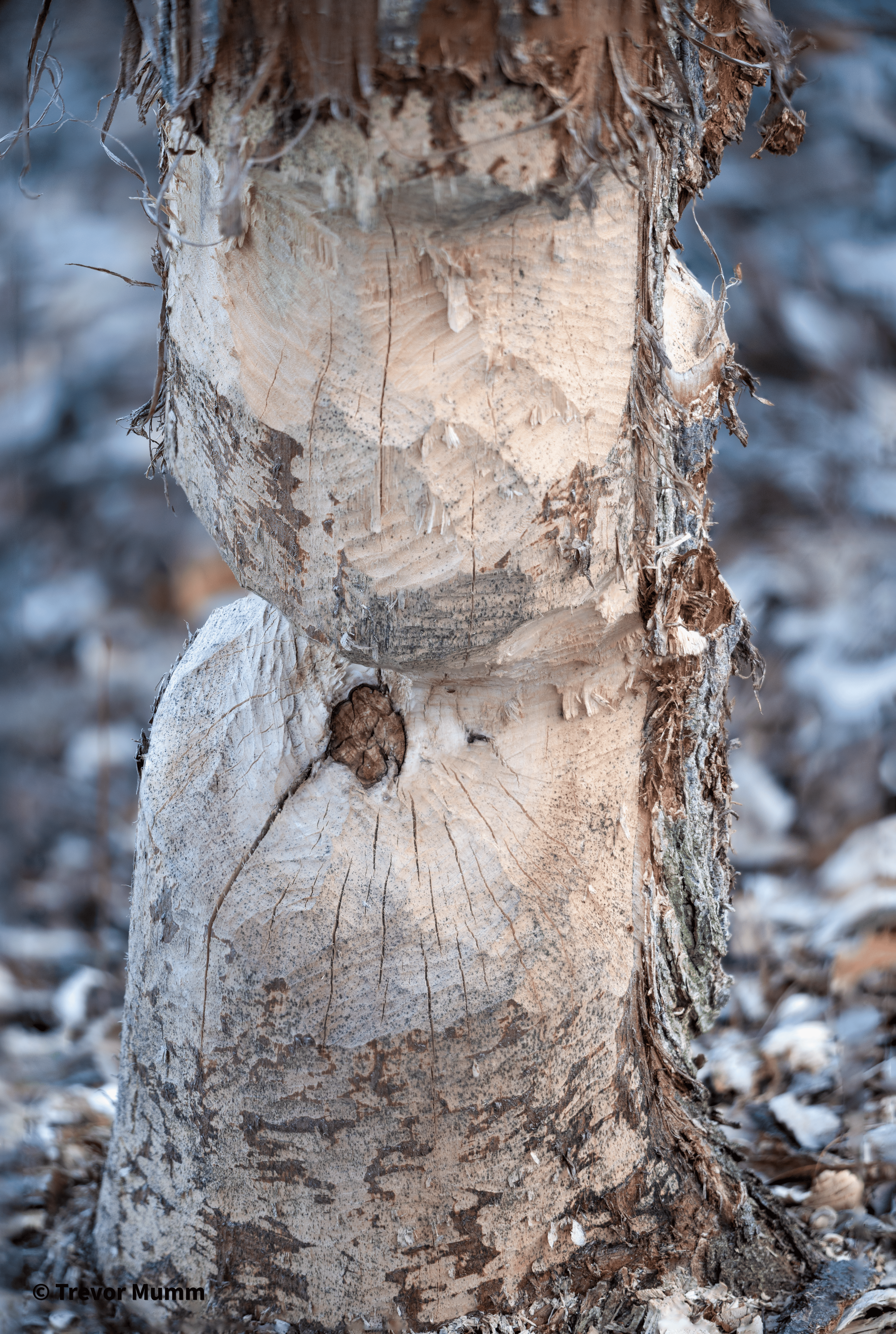 Beaver Snack | Gun & Rod