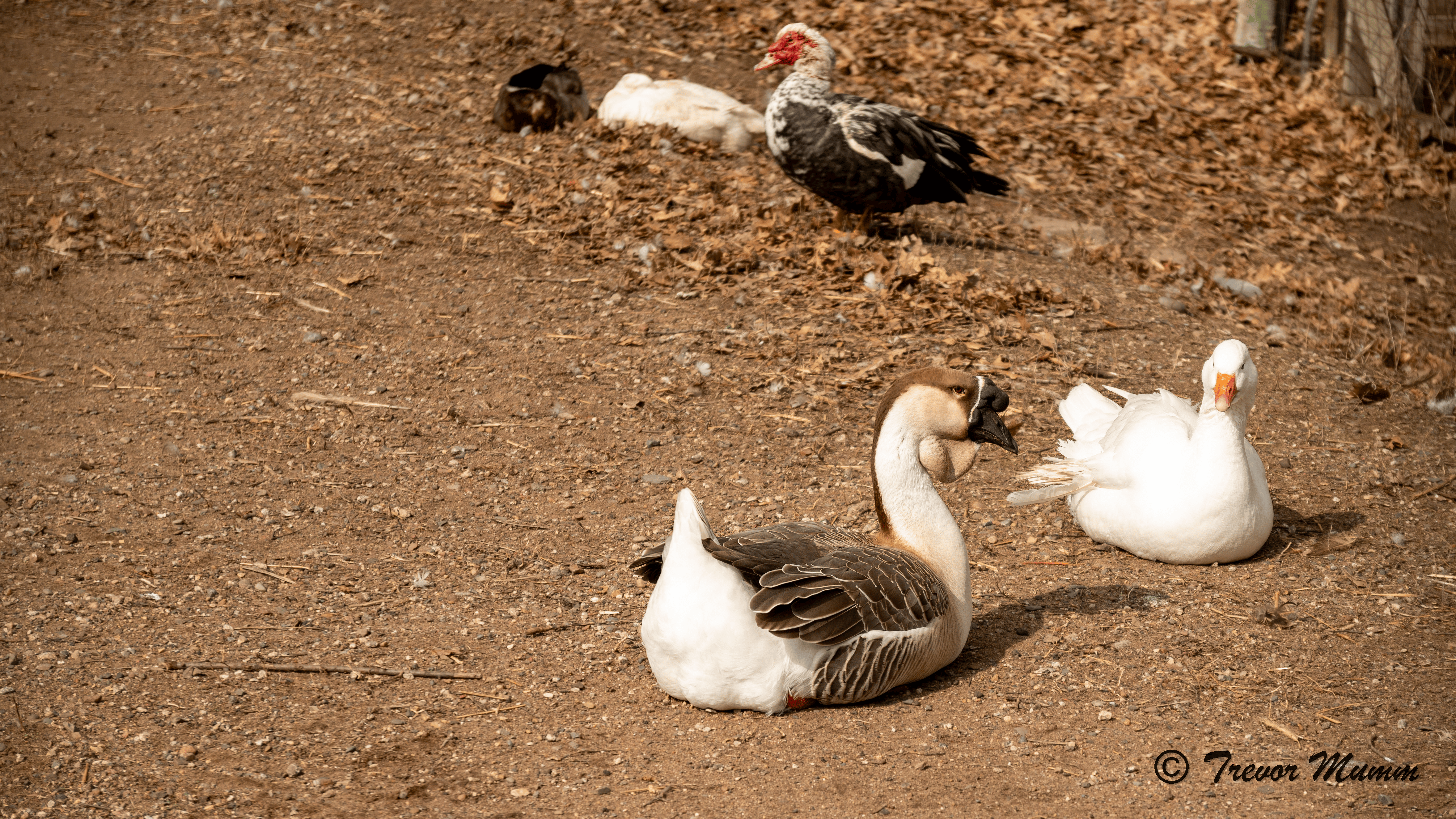 "Big Cluck" | Irvine Park