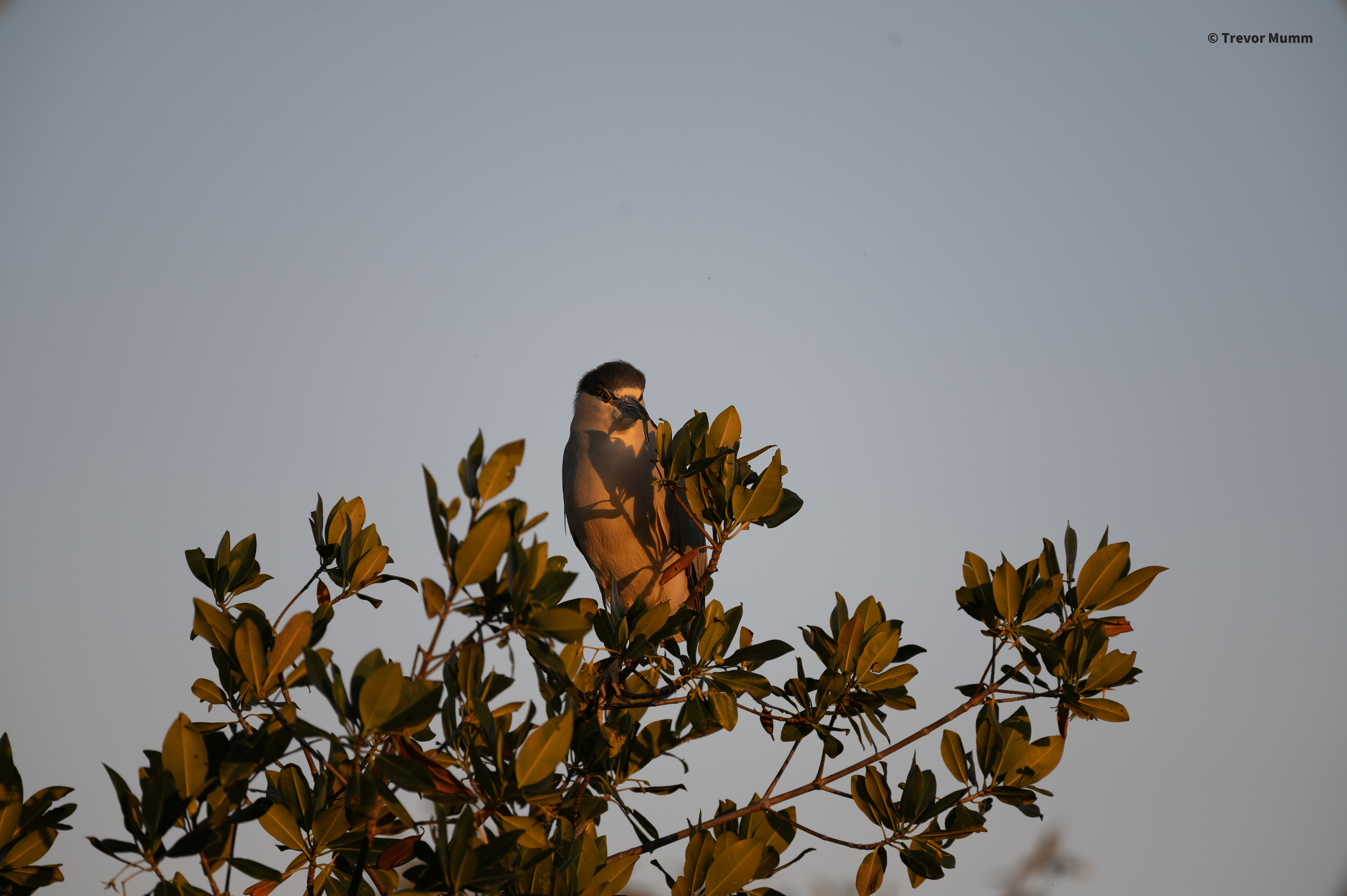 Black Crowned Night Heron on Tree | Everglades