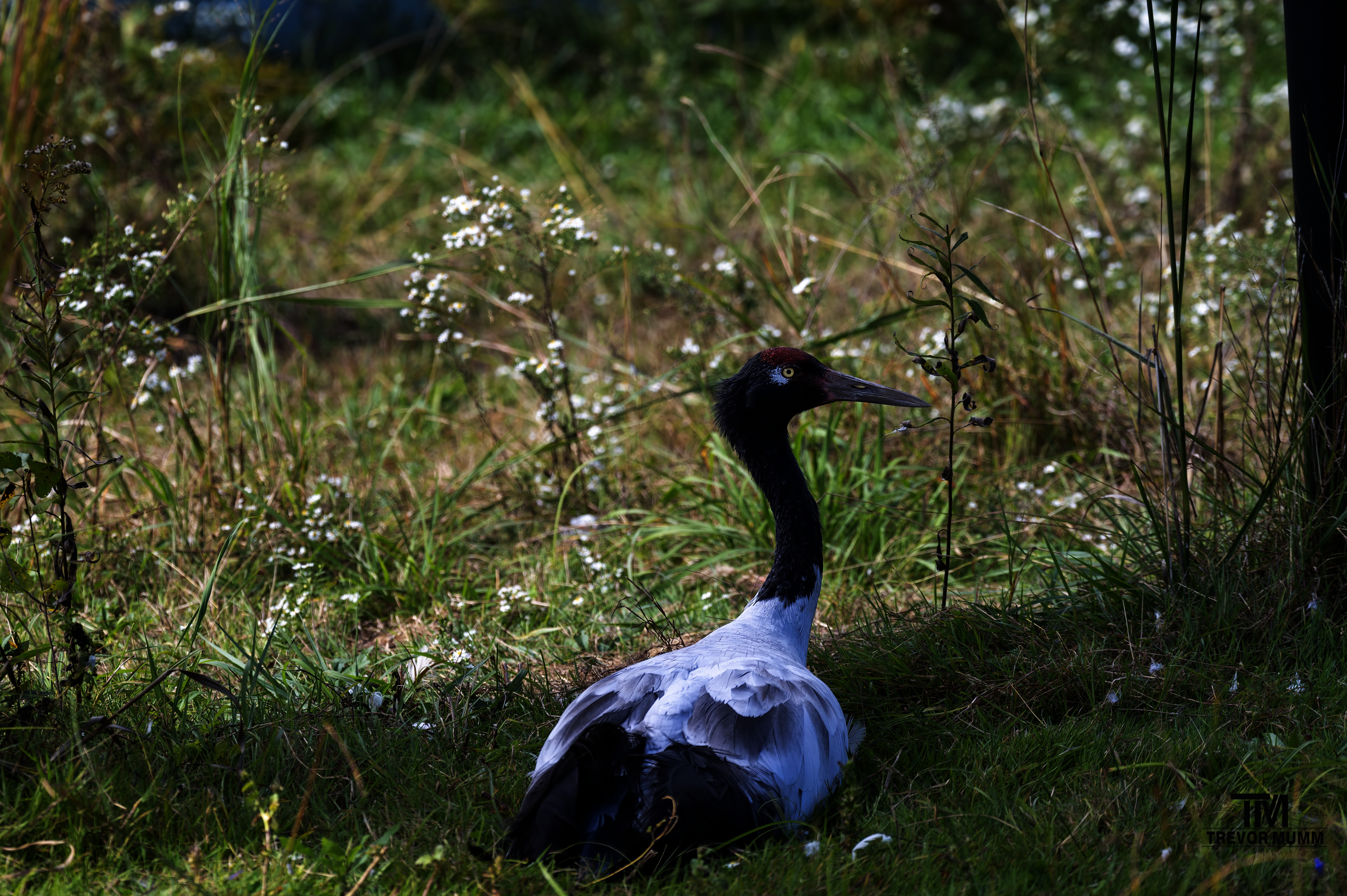 Black Necked Crane