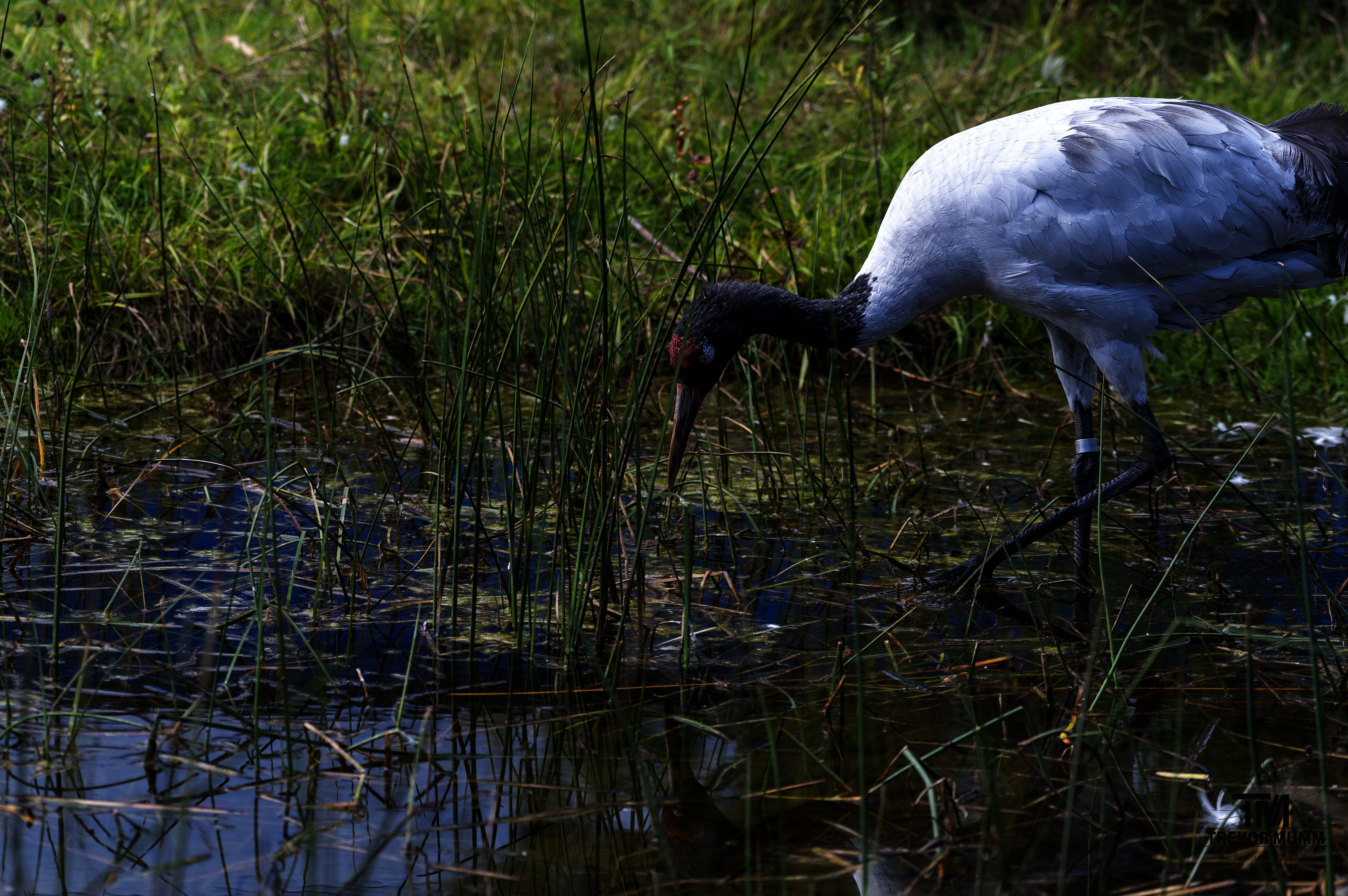 Black Necked Crane