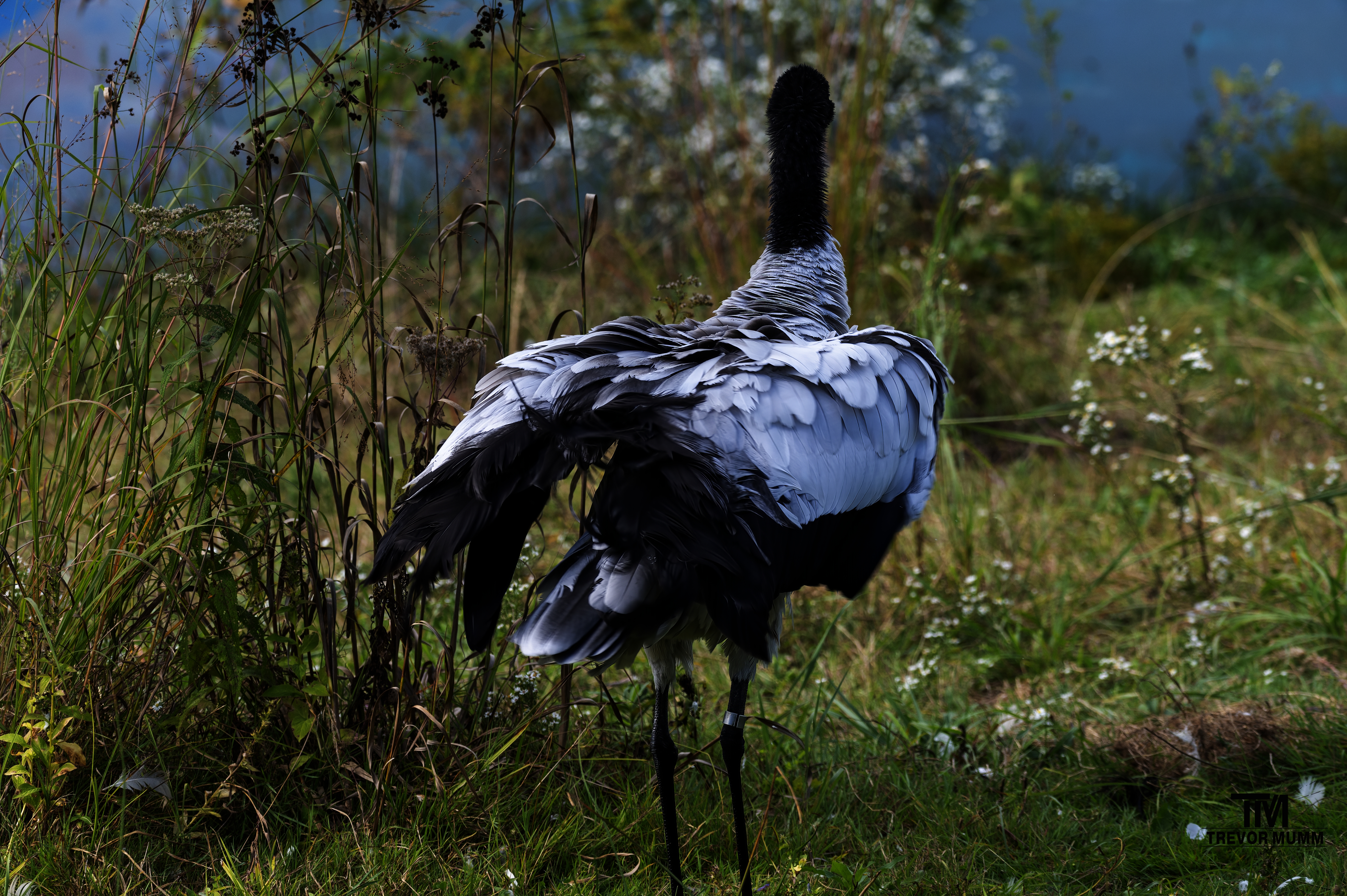 Black Necked Crane