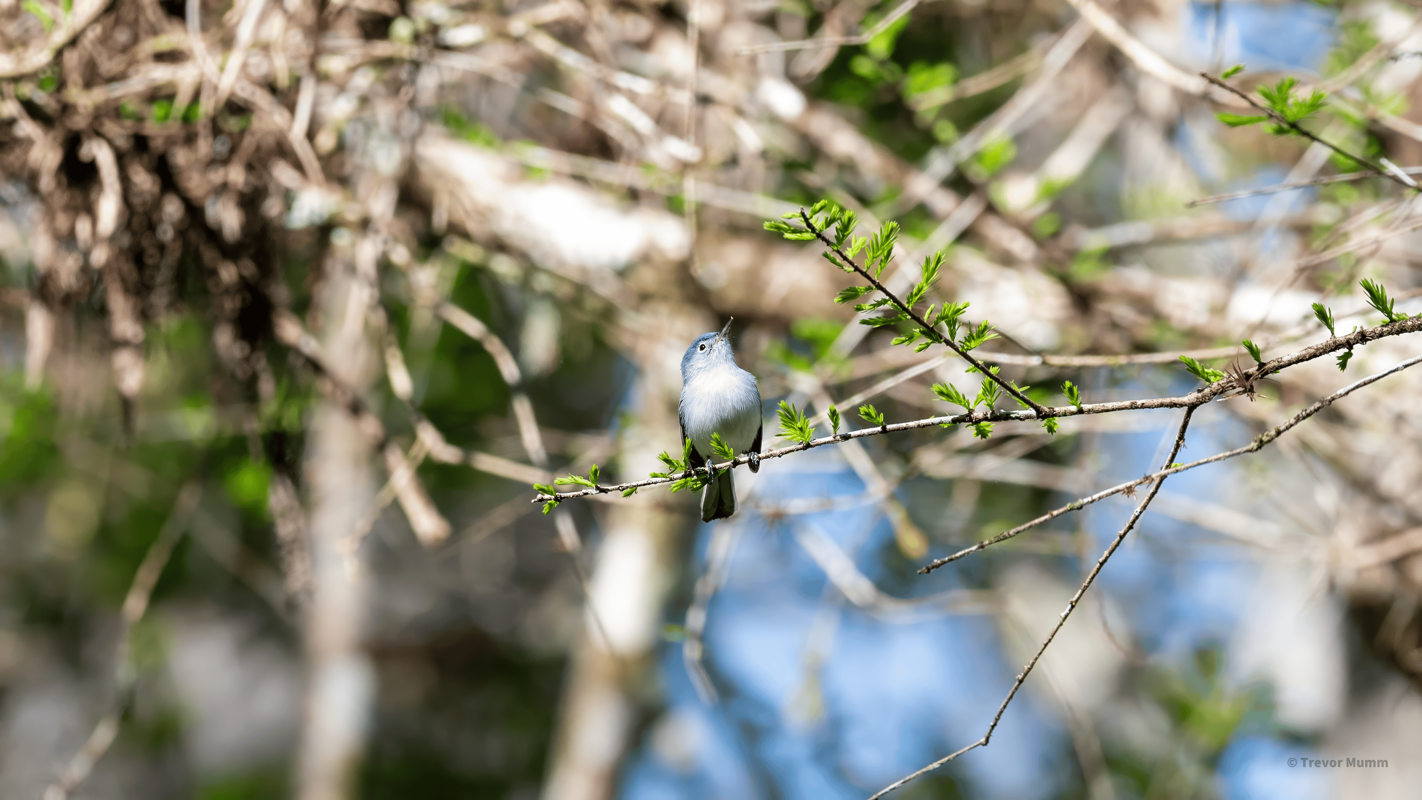 Blue Gray Gnat Catcher | Everglades