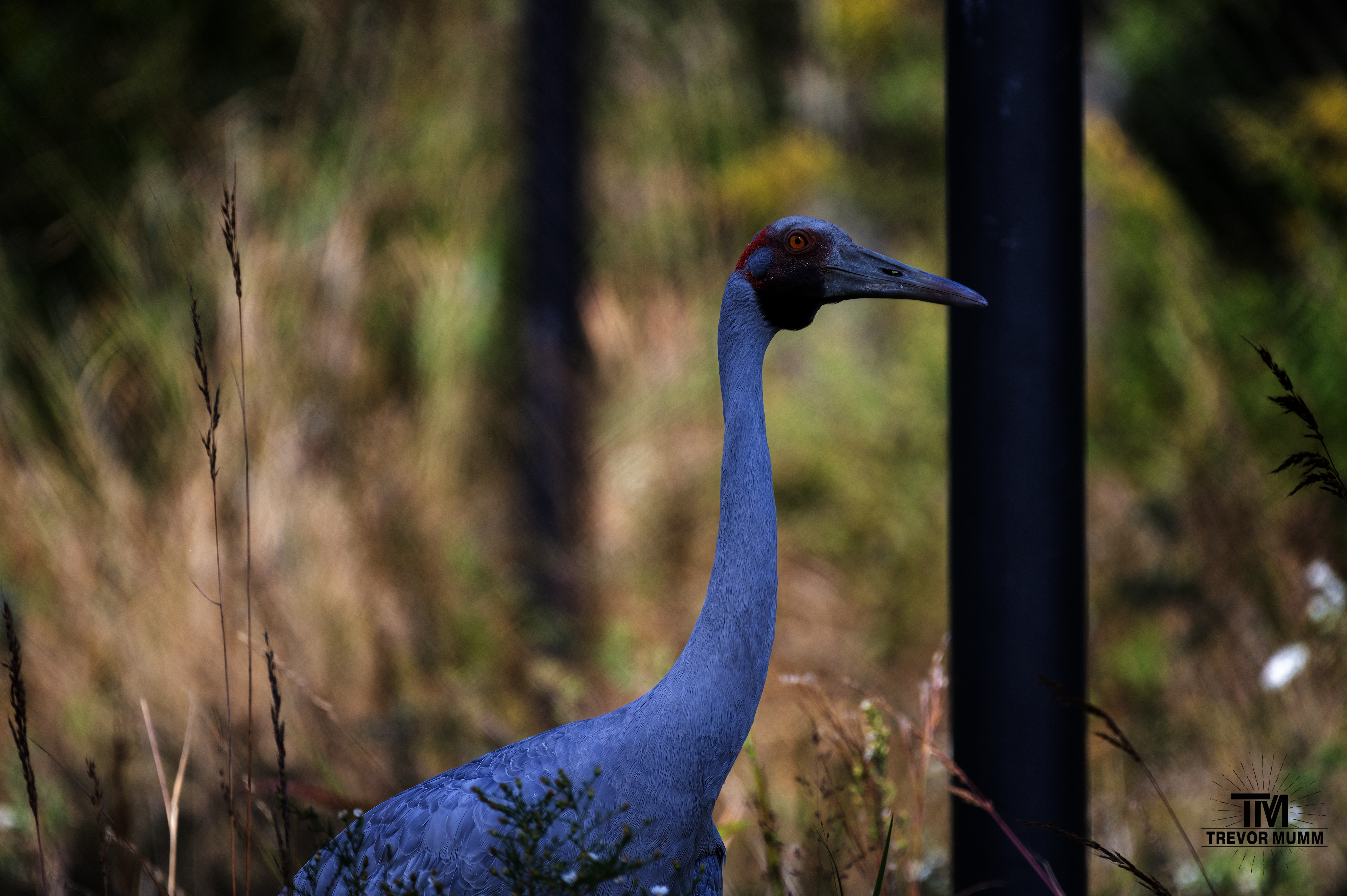 Brolga