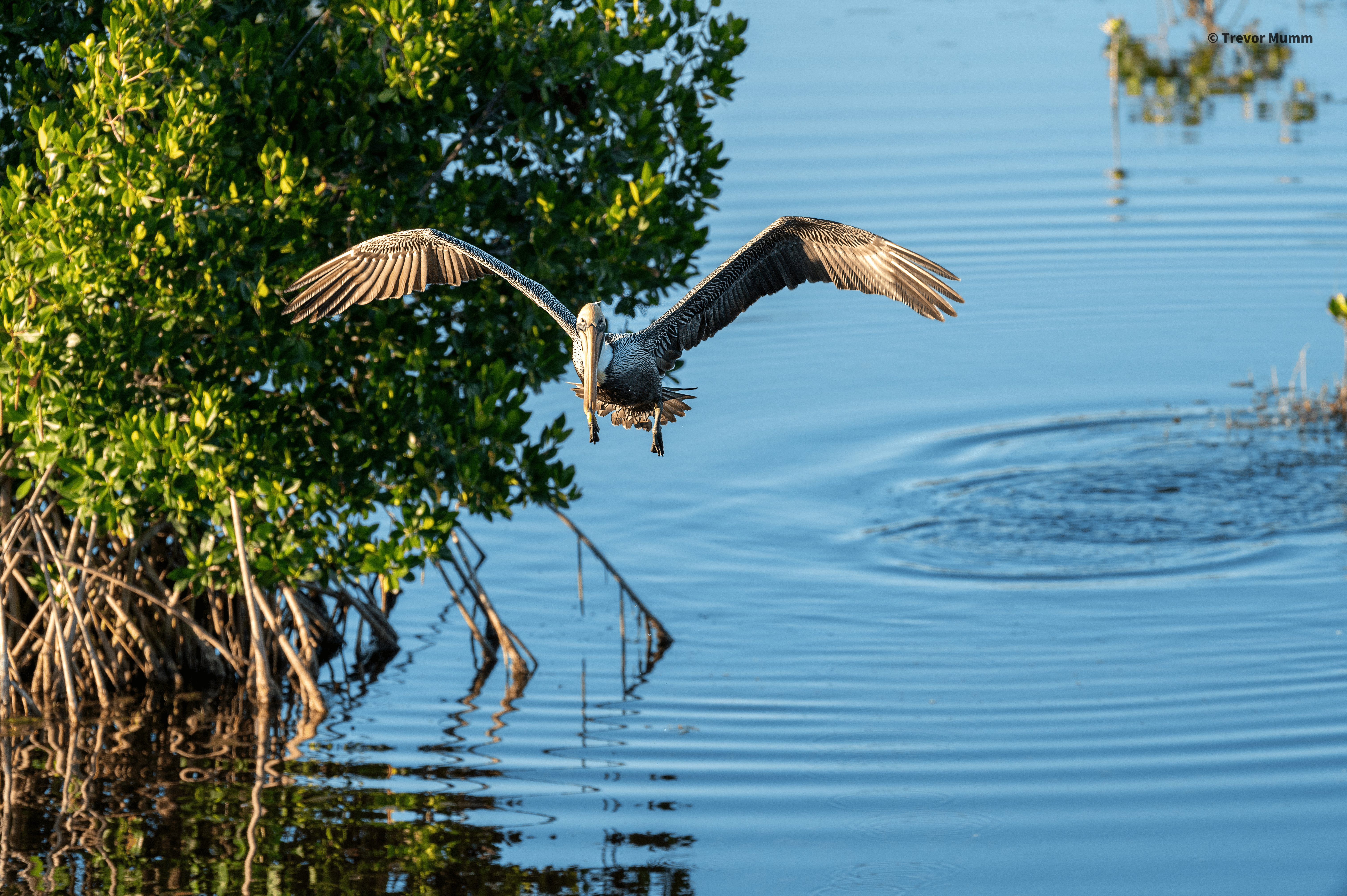 Brown Pelican Carrying Fish | Everglades