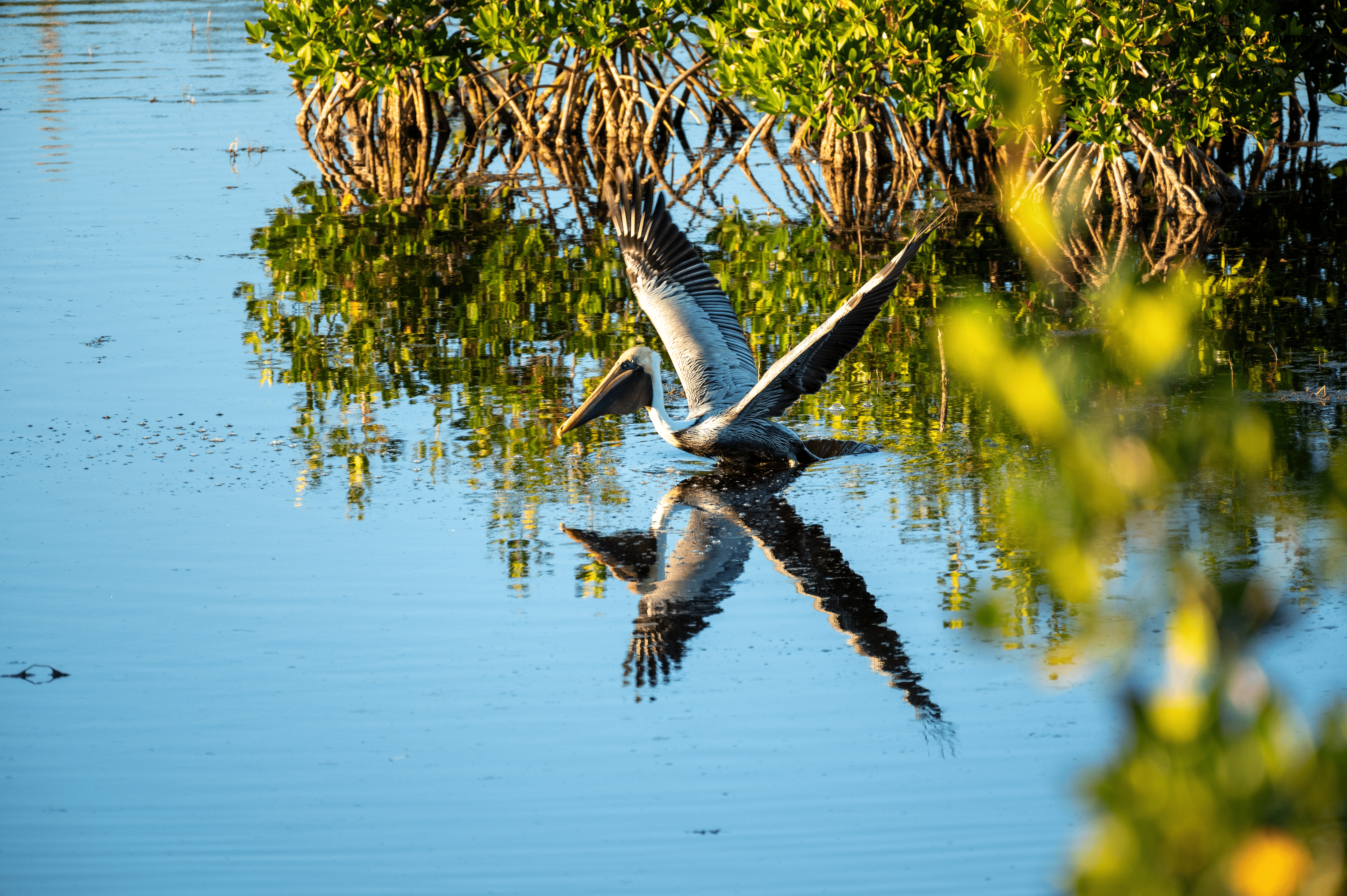 Startship Brown Pelican | Everglades