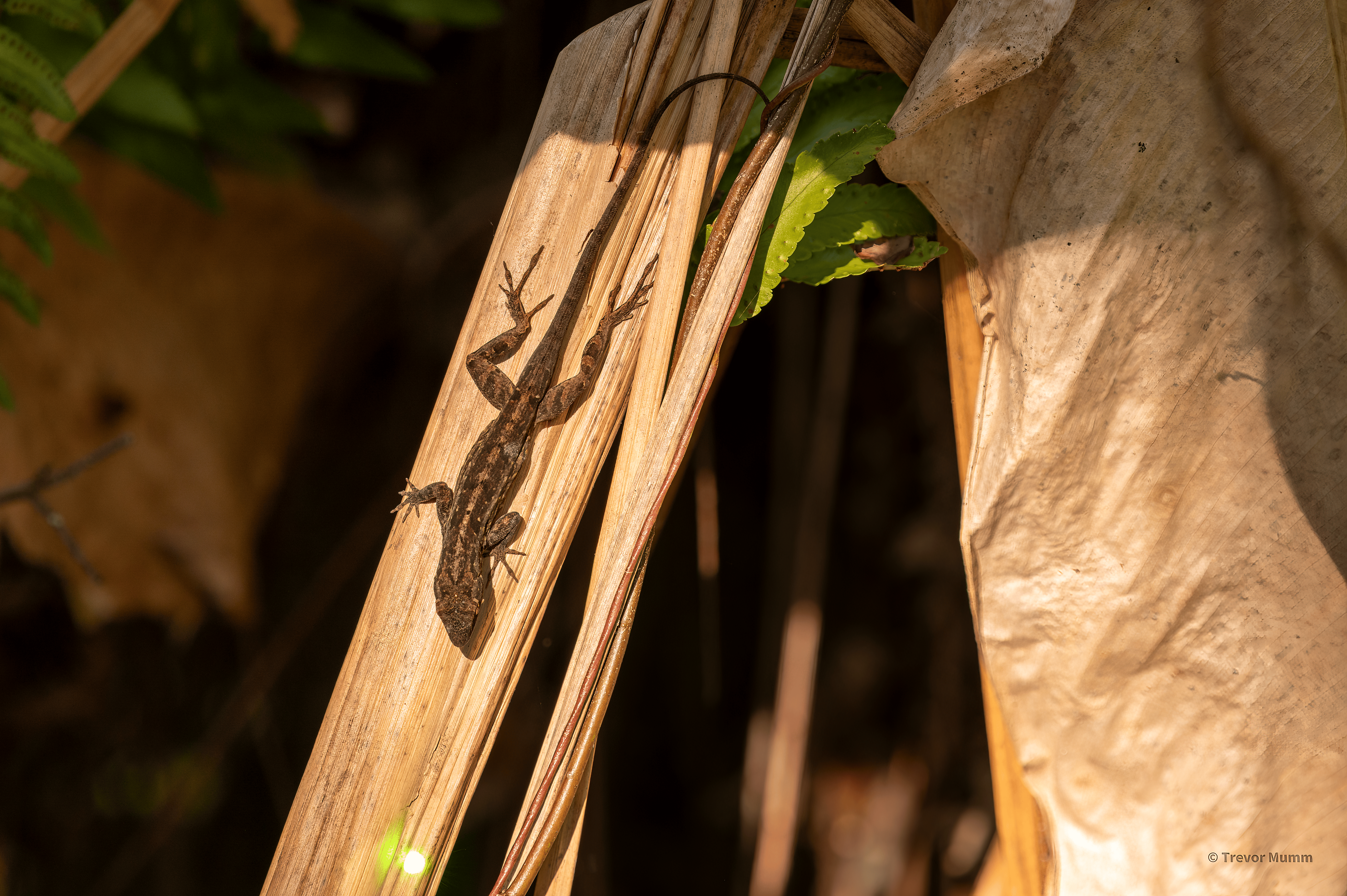 Brown Anole | Everglades