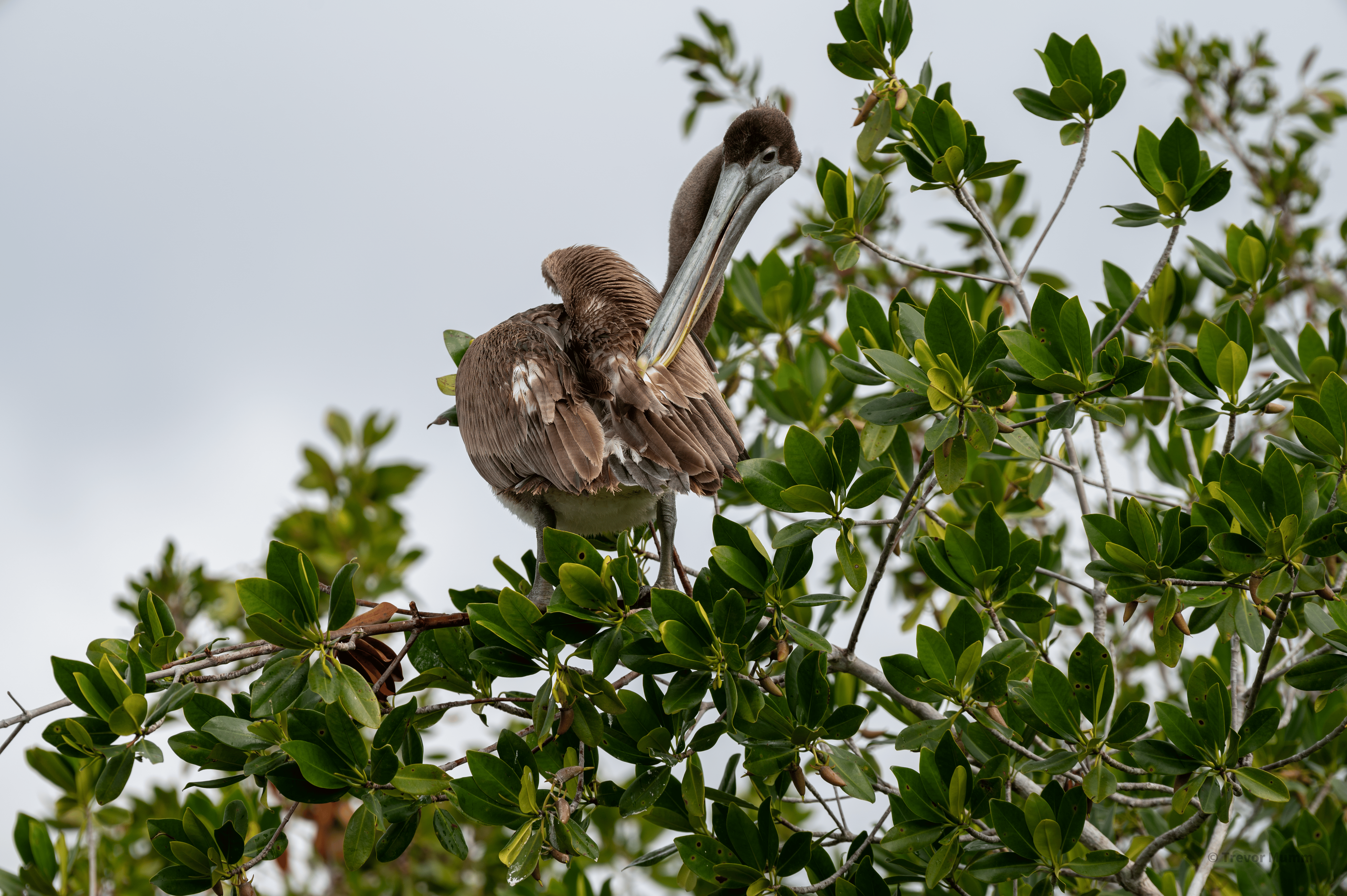 Brown Pelican | Everglades