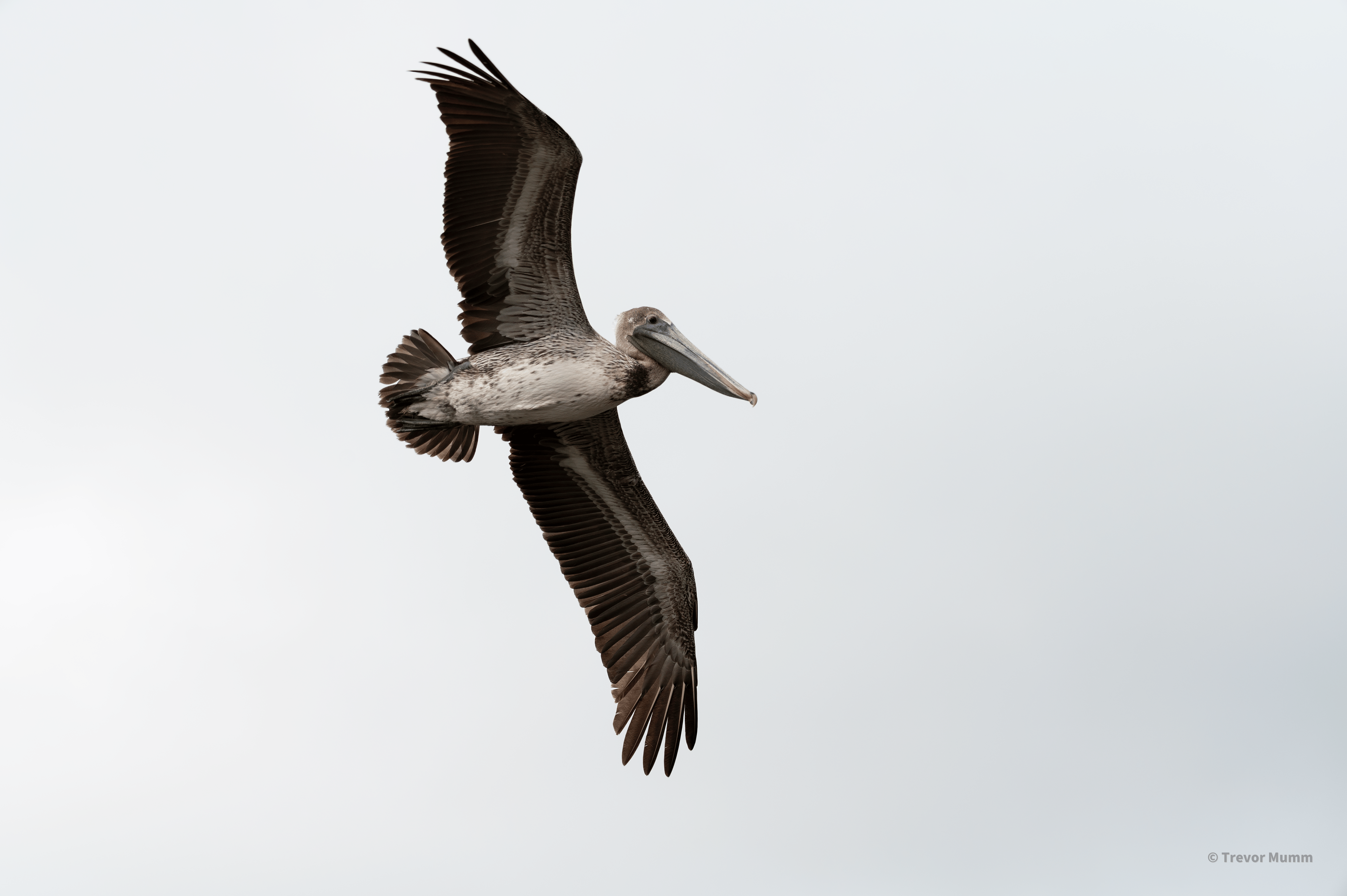 Brown Pelican in Flight | Everglades