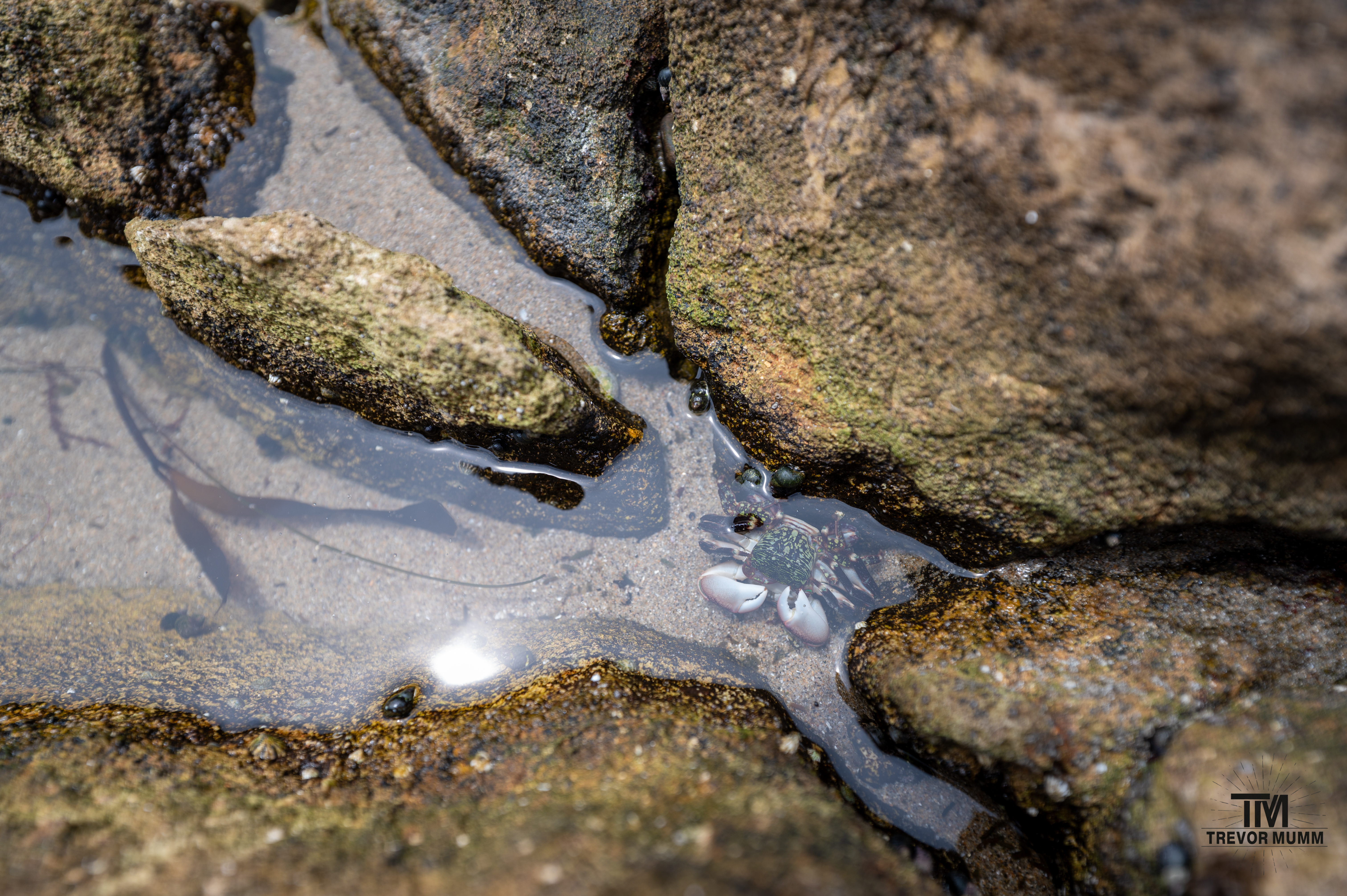 Cali Coast & Big Sur 2025