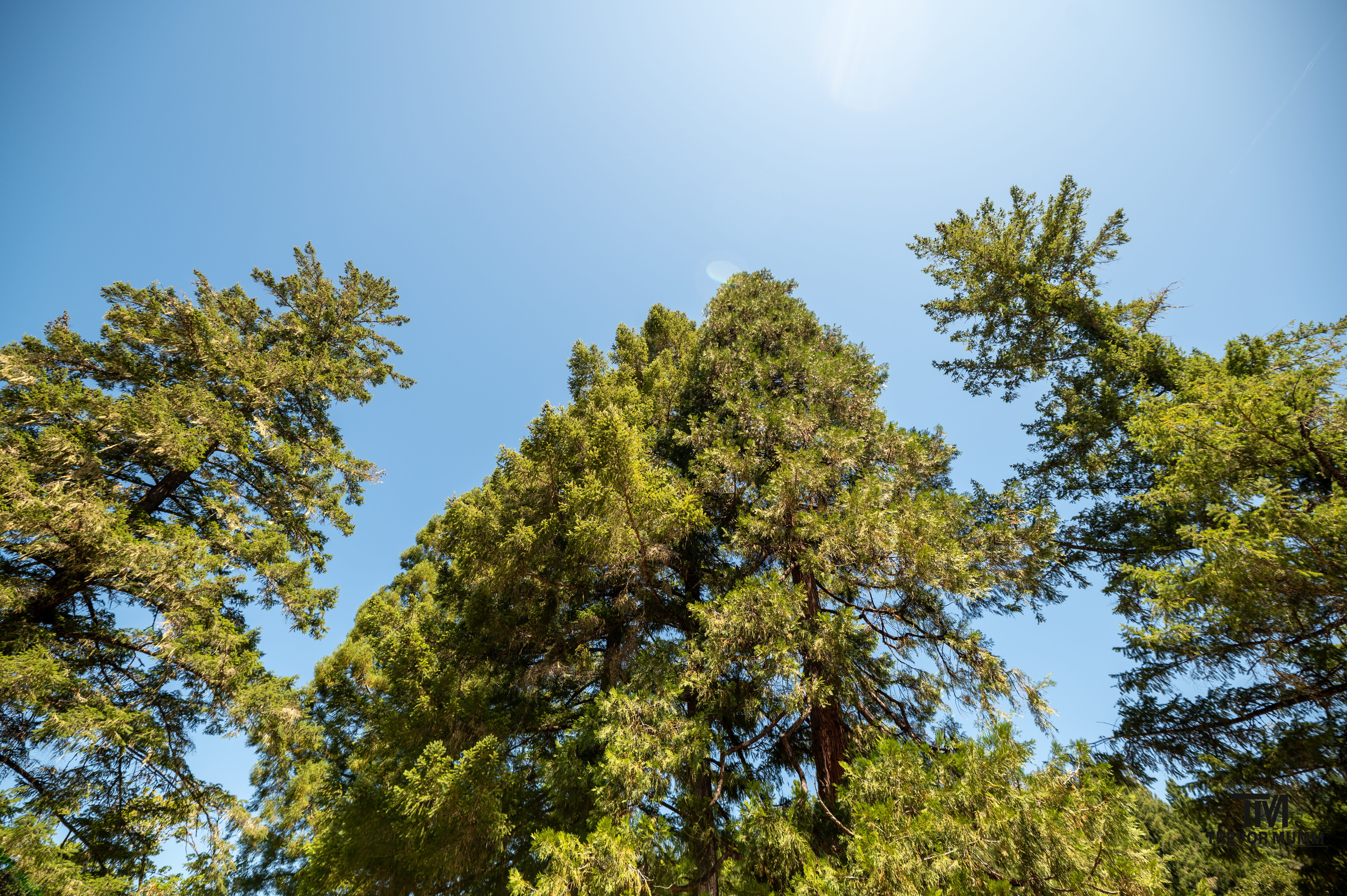 Red Wood National Park 2025