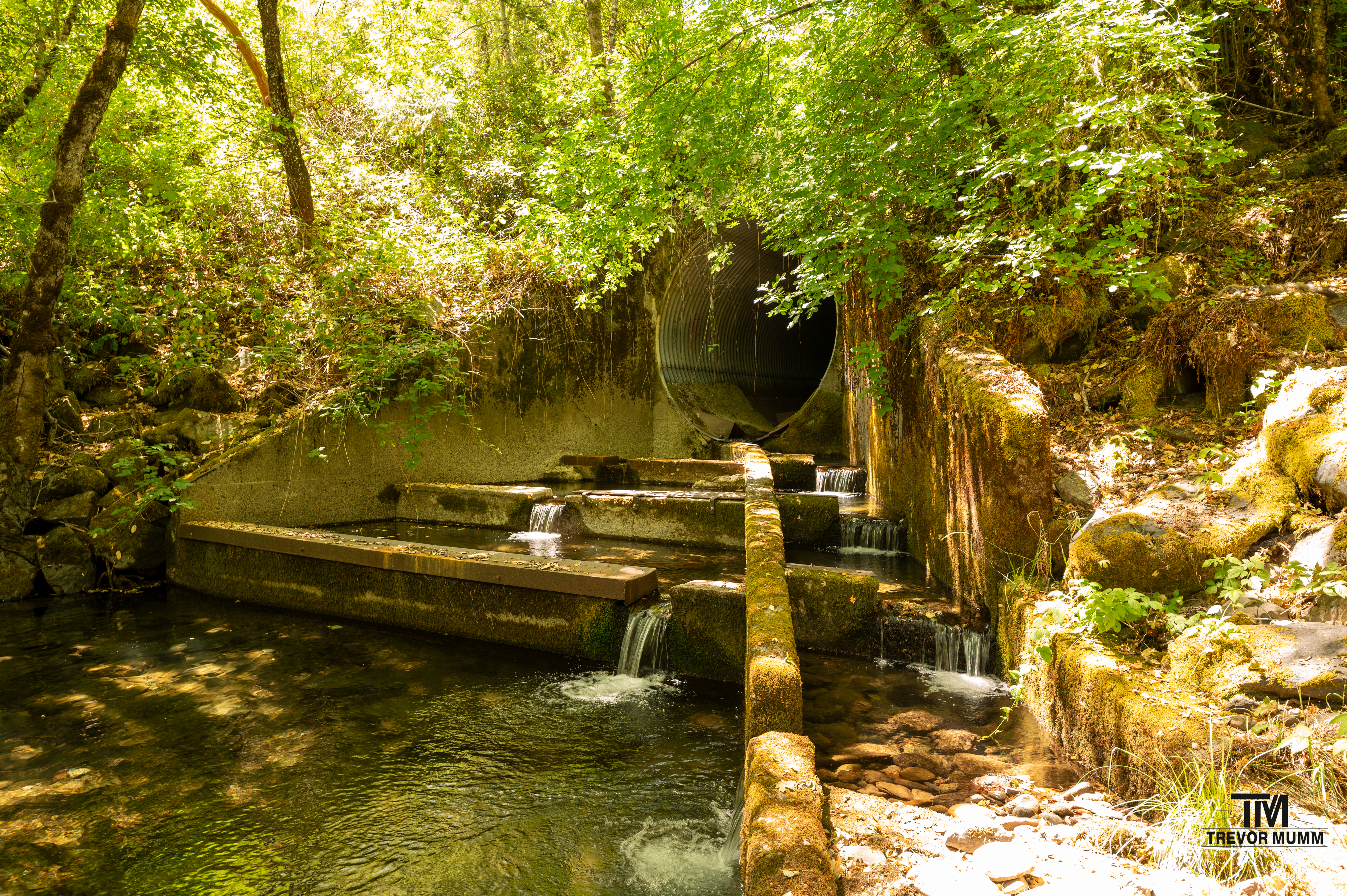 Red Wood National Park 2025