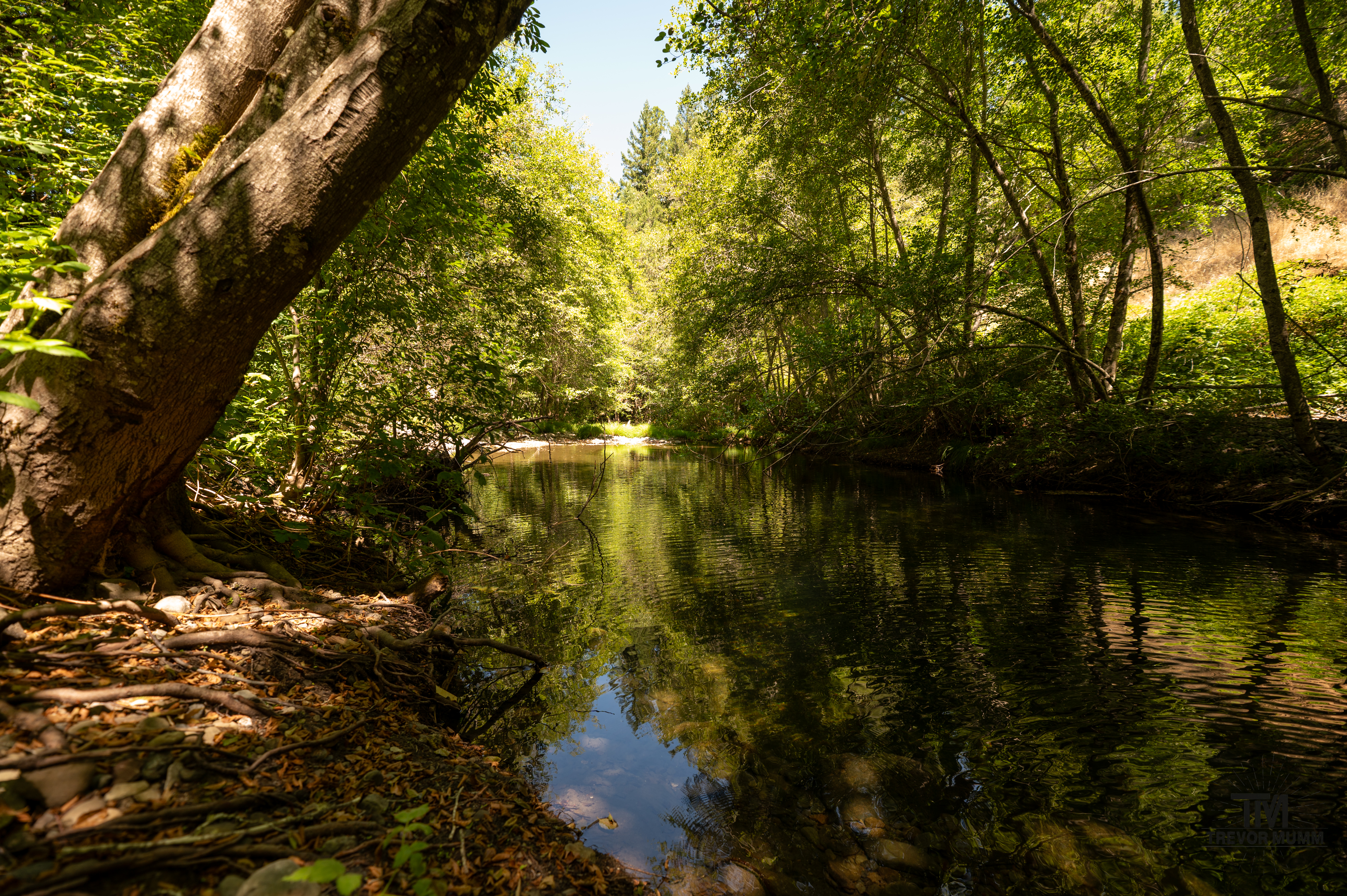 Red Wood National Park 2025