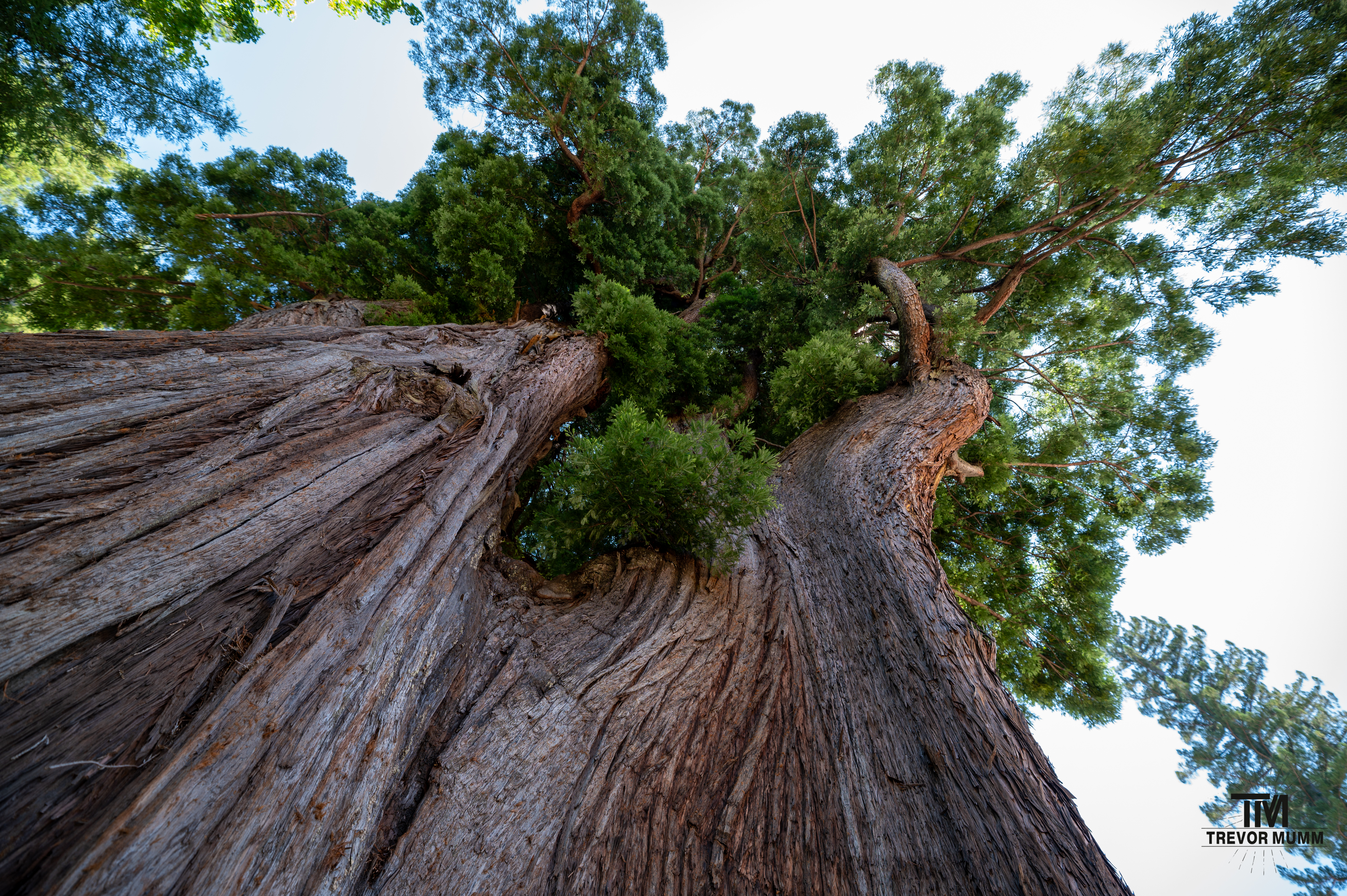 Red Wood National Park 2025