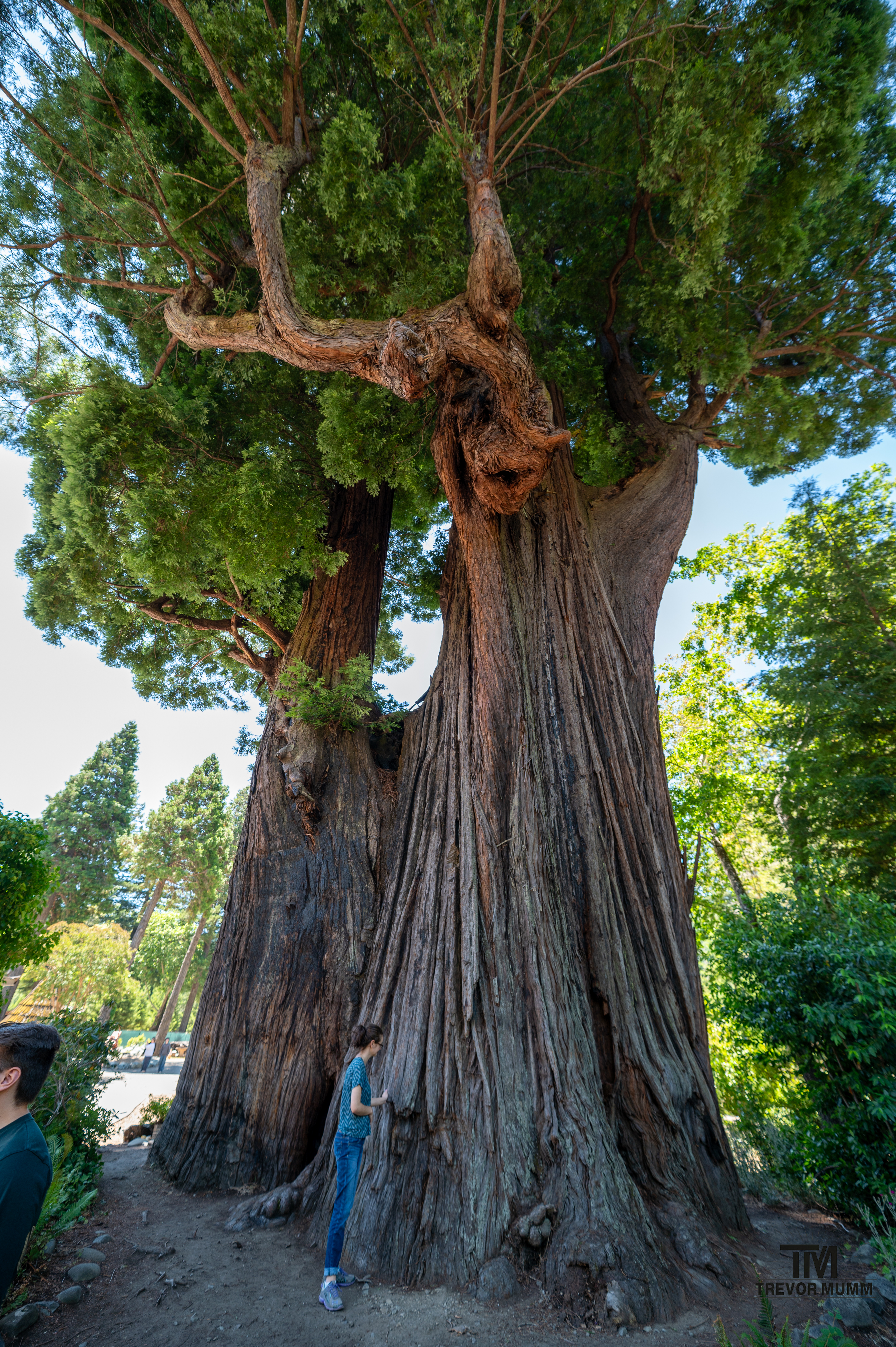 Red Wood National Park 2025