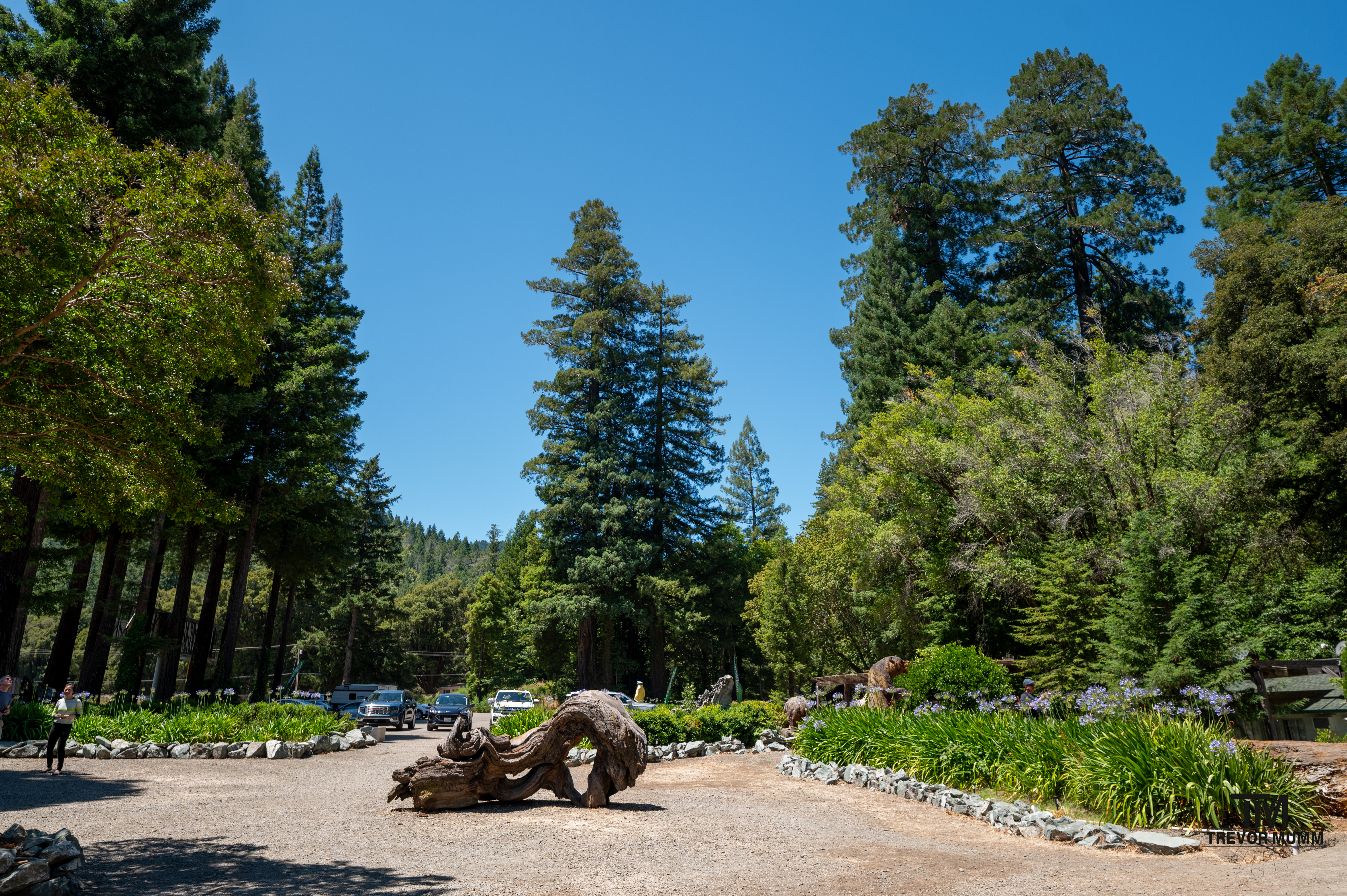 Red Wood National Park 2025