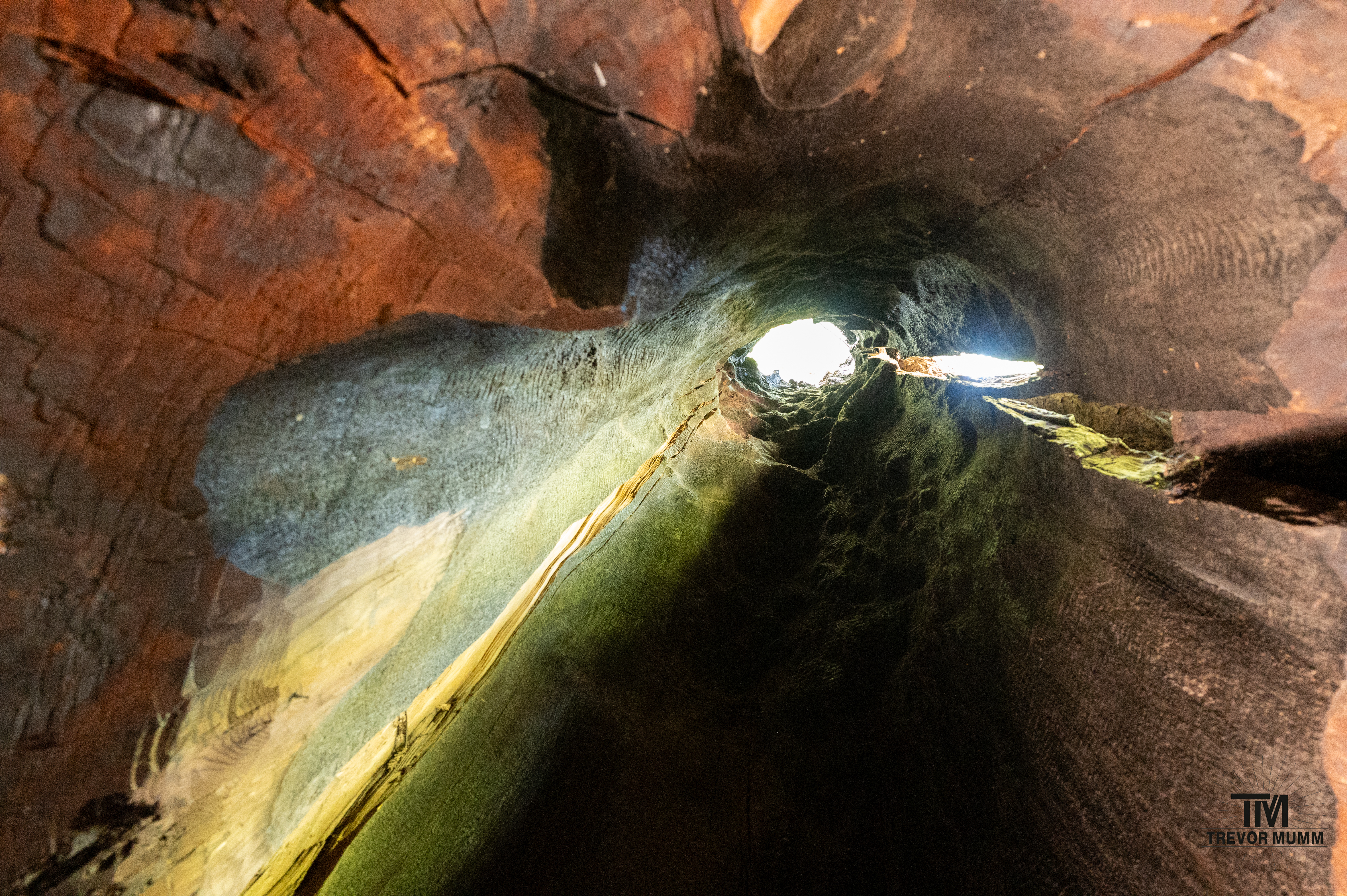 Red Wood National Park 2025