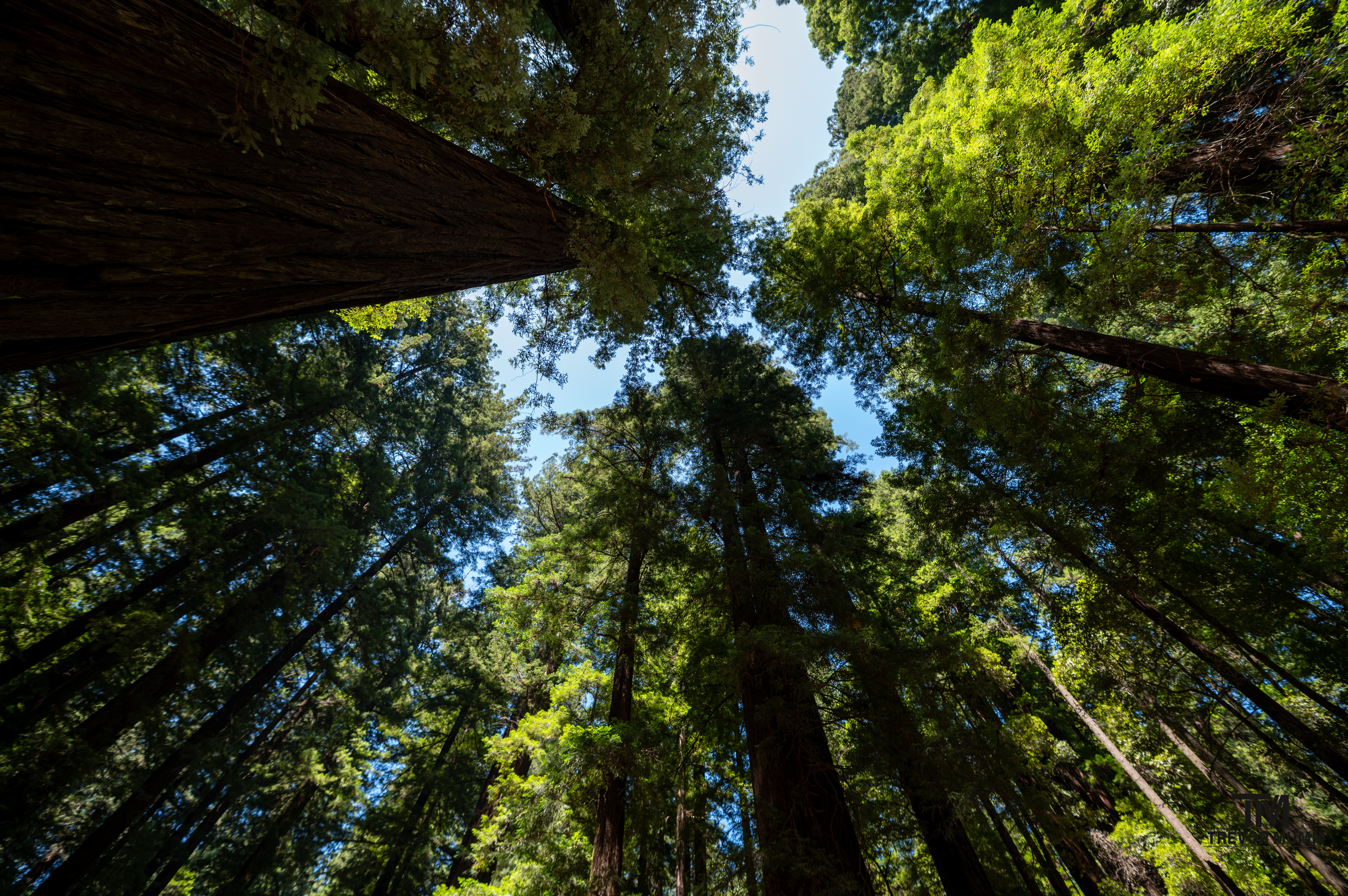 Red Wood National Park 2025