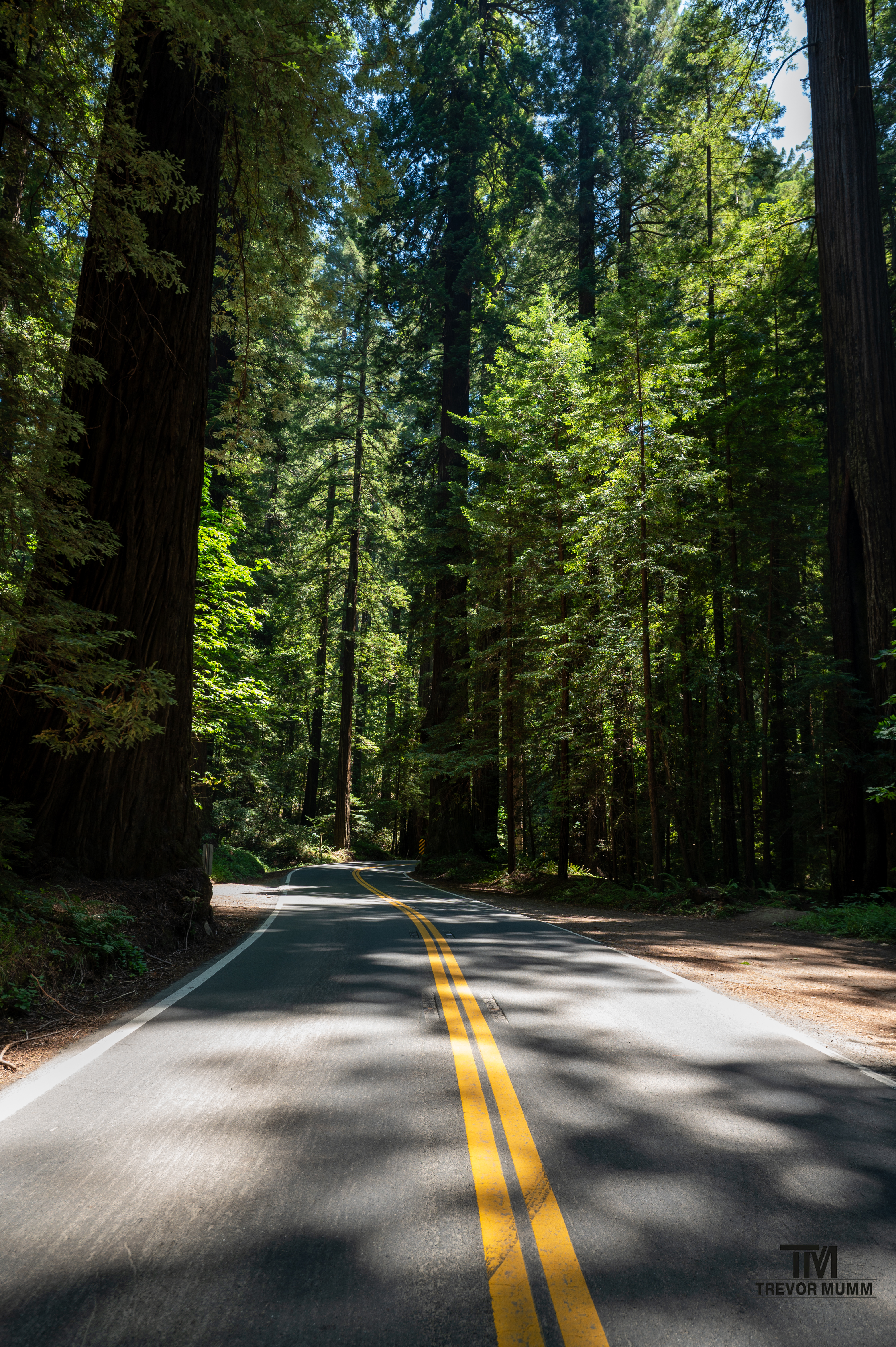 Red Wood National Park 2025