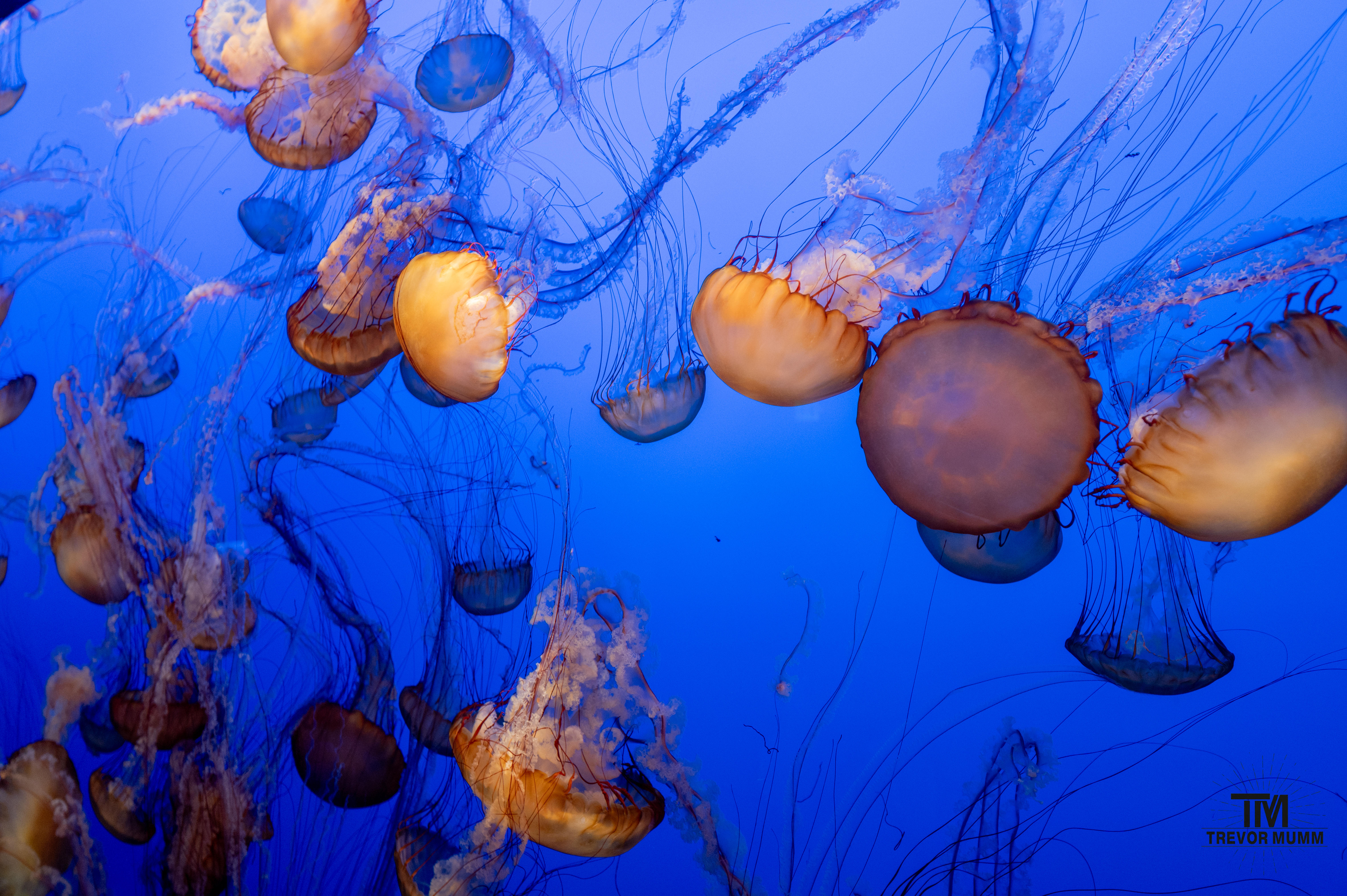 Monteray Bay Aquarium, 2025