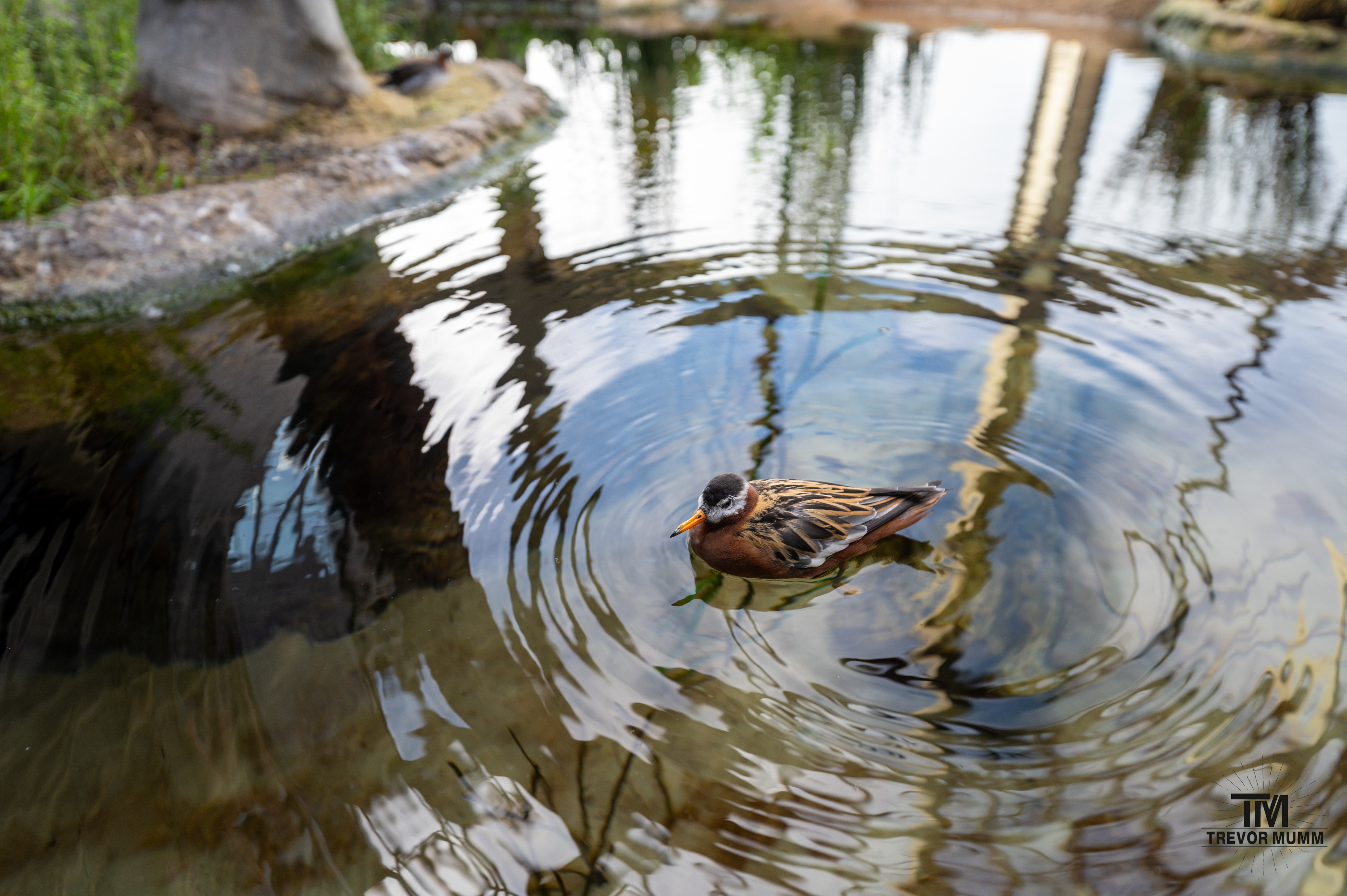 Monteray Bay Aquarium, 2025