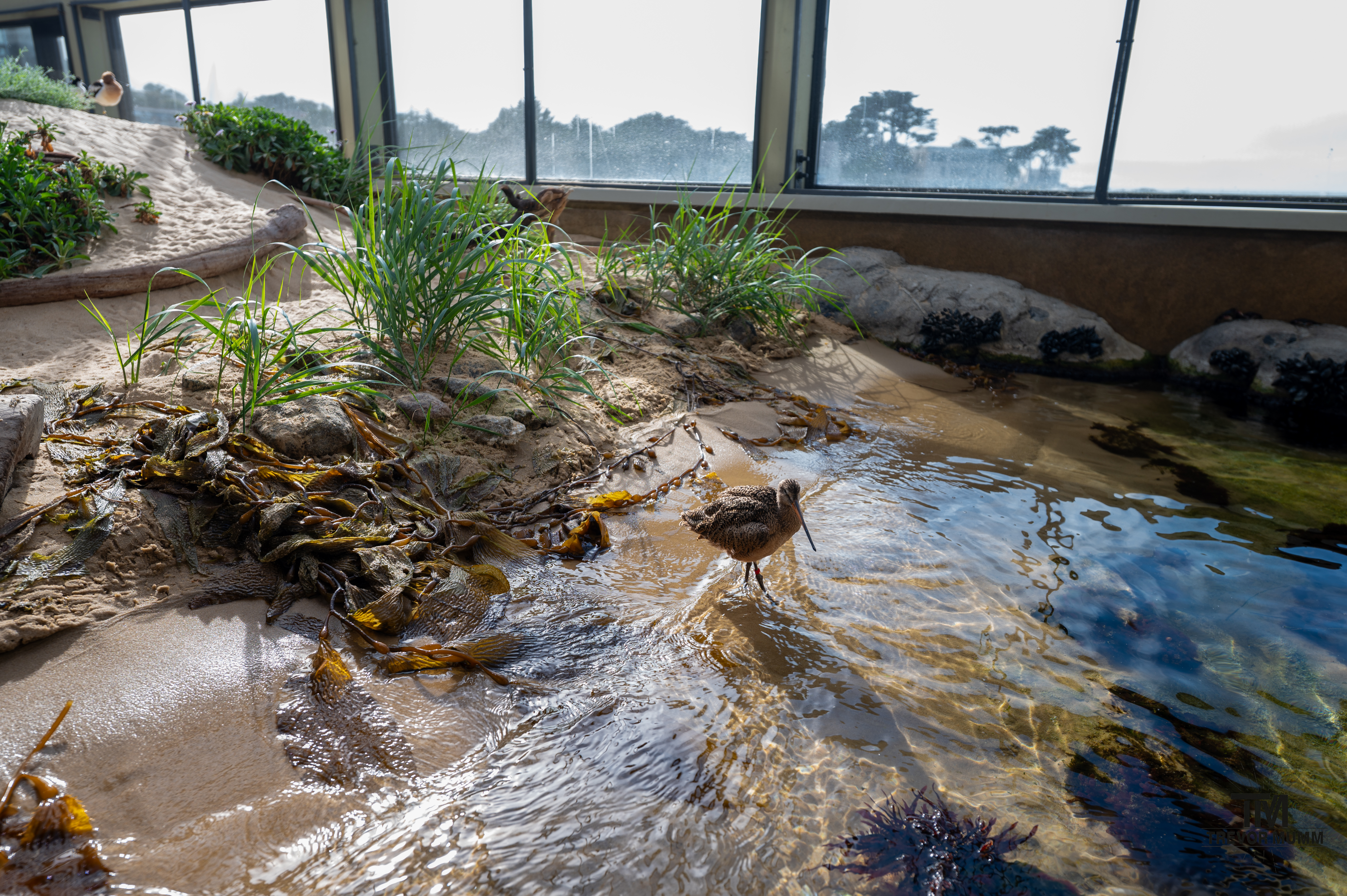 Monteray Bay Aquarium, 2025