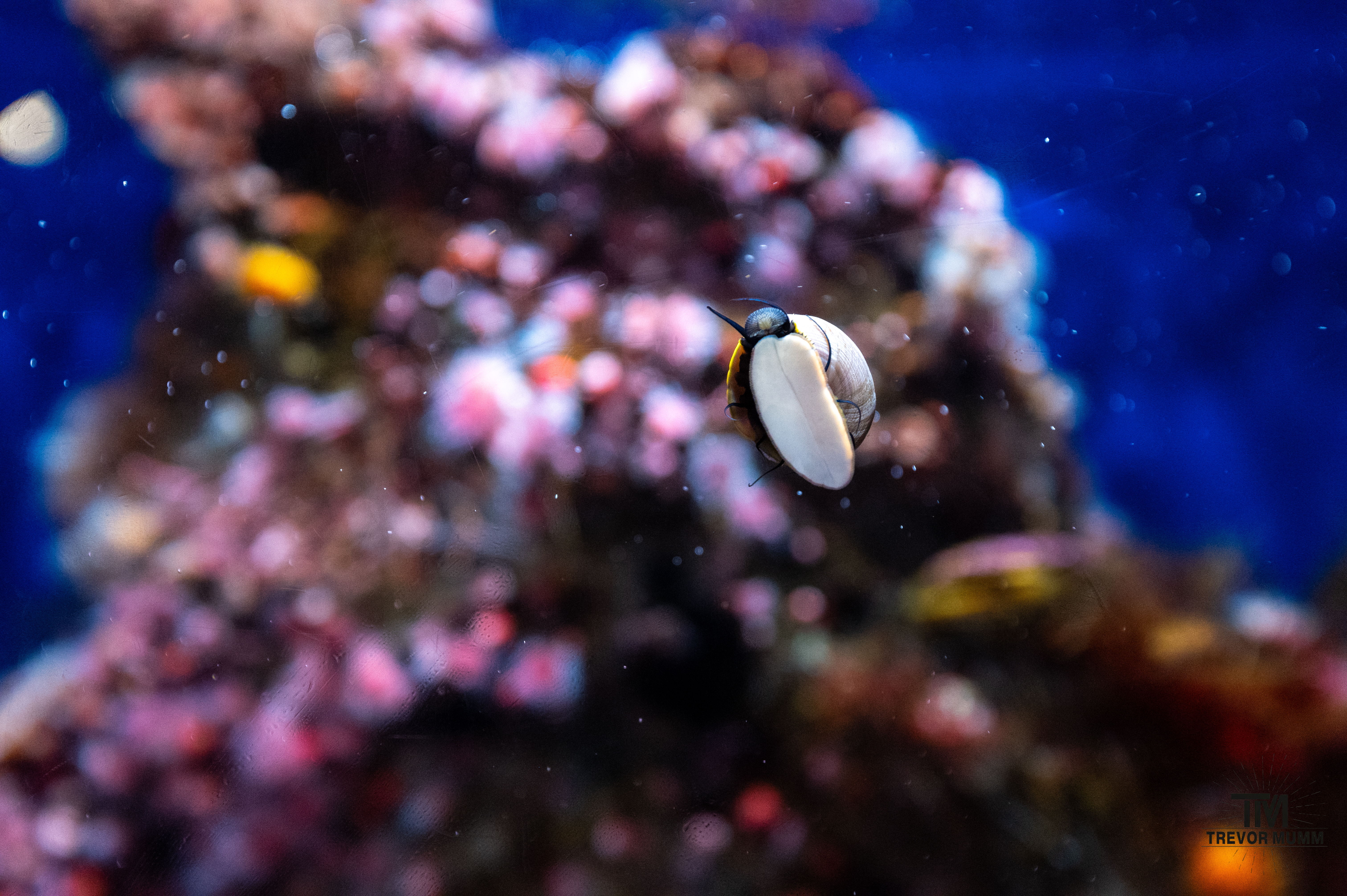 Monteray Bay Aquarium, 2025